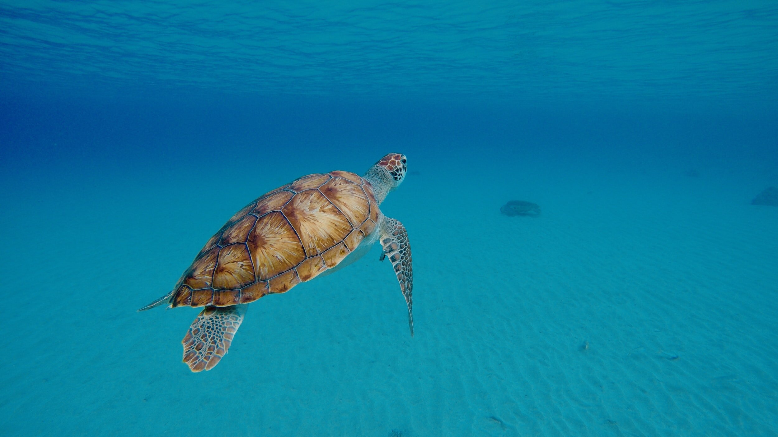 Sea Turtles & Coastal Conservation