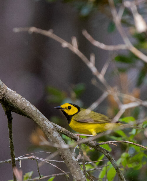 Hooded warbler by Tedd Greenwald.