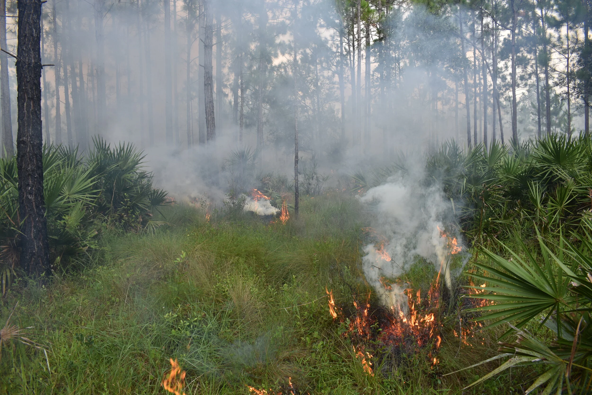      

 
   Behind the Burn: Experiencing Prescribed Fire Up Close   By Heather Obara, ACT’s Associate Director   As part of the Alachua Conservation Trust (ACT) Communications Team, I often engage in conversations and educational outreach about diff