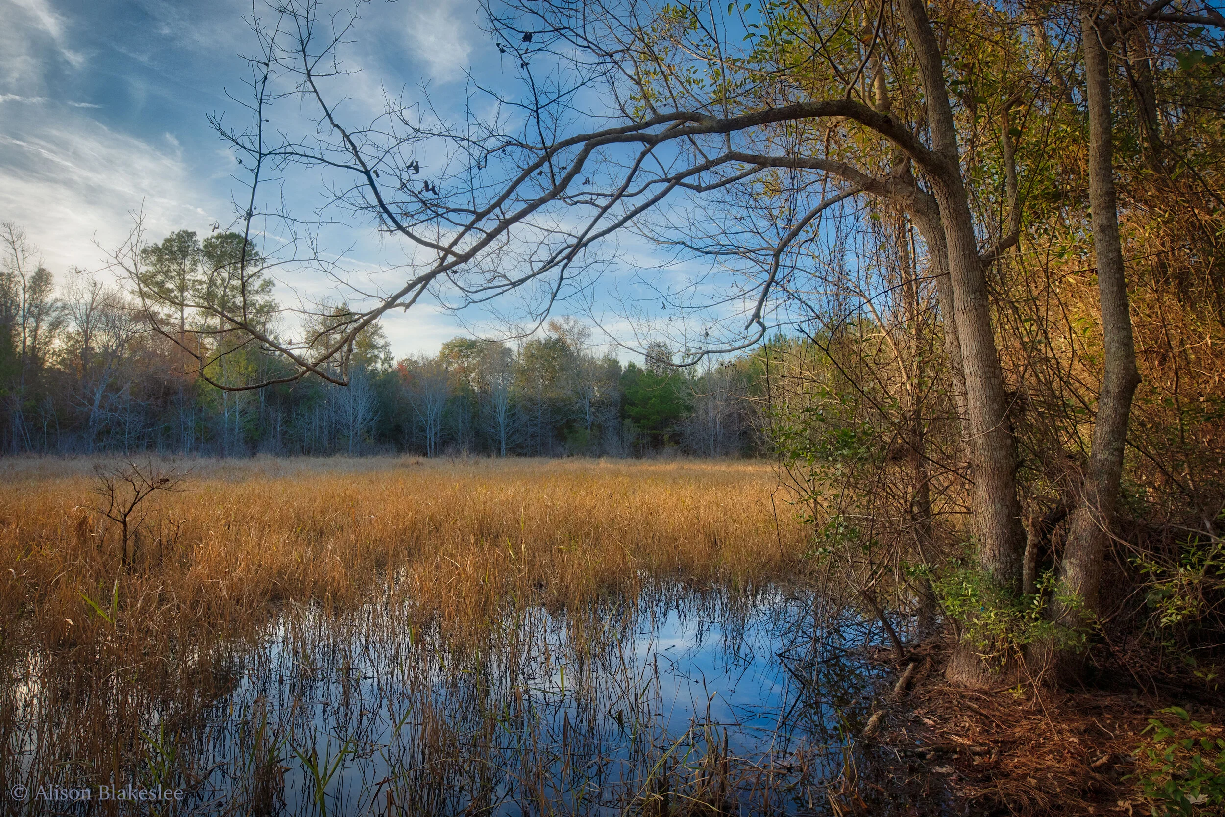 Grassland Bird Habitat Restoration and eBird Tutorial Walk