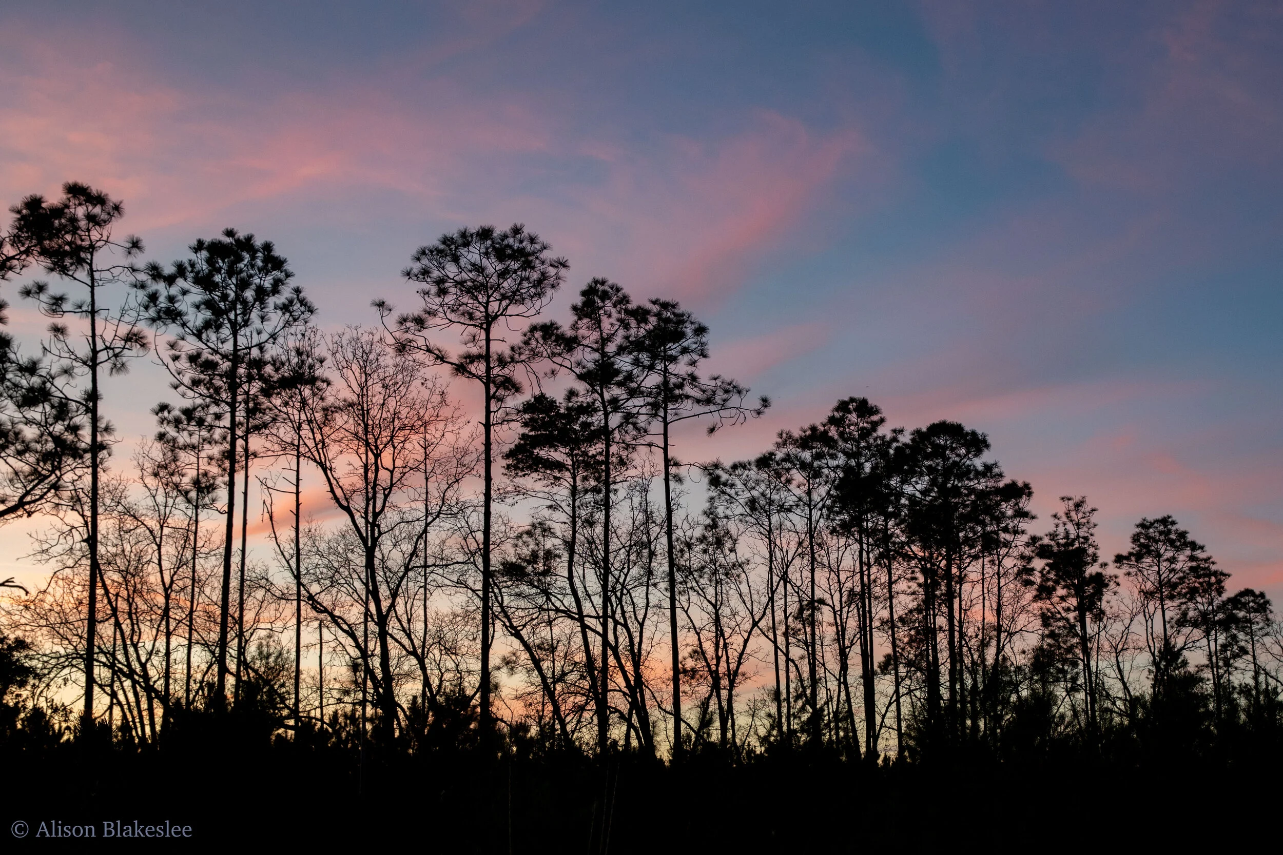 Bird Walk and eBird Tutorial at Fox Pen Preserve