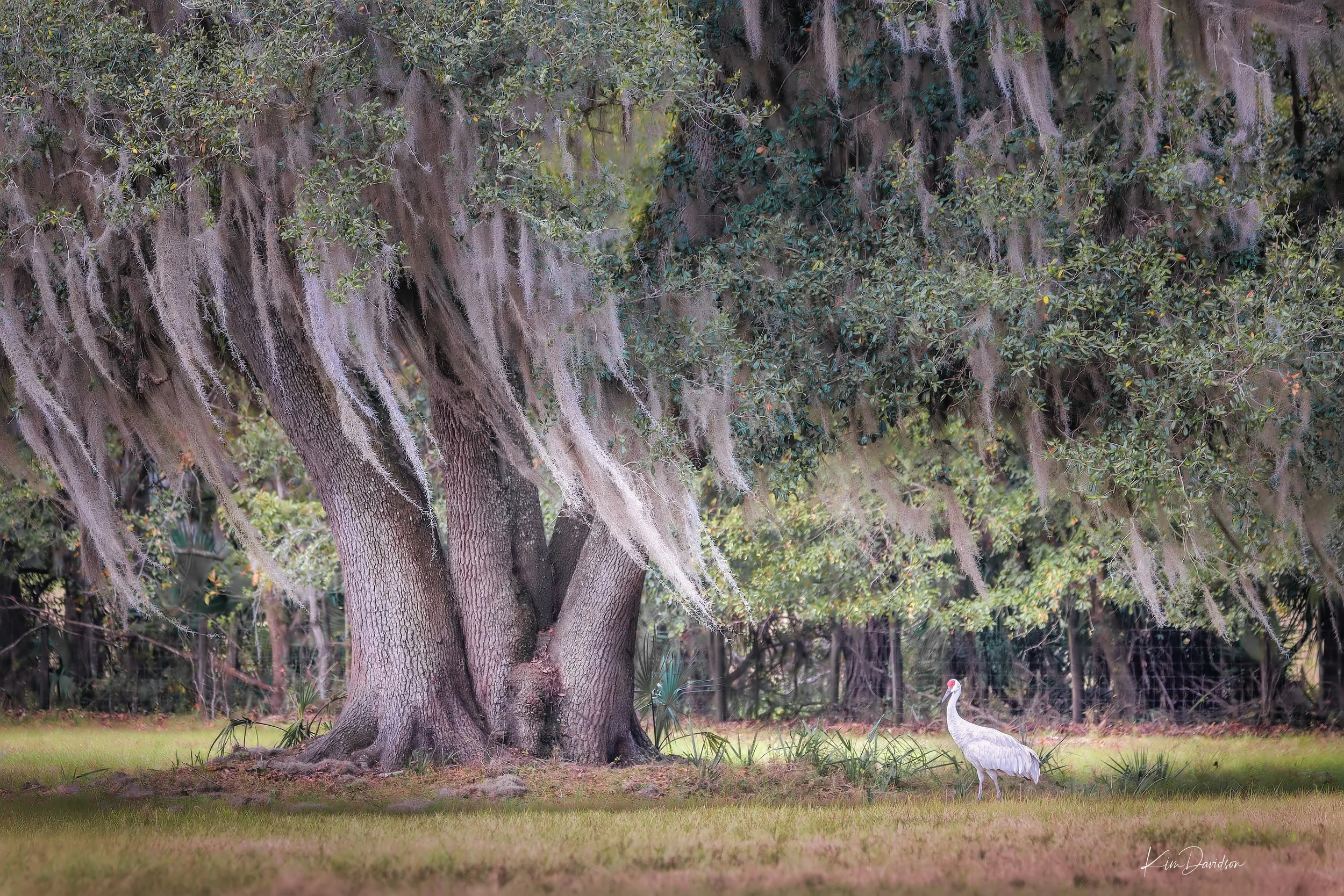 Single Sandhill_Kim Davidson_Hi Res Version.jpg