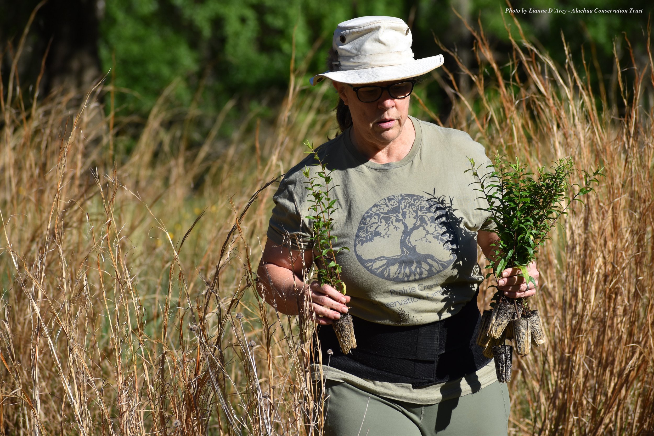 Top_Lianne D'Arcy_Native Wildflower Planting_4.8 (16).JPG