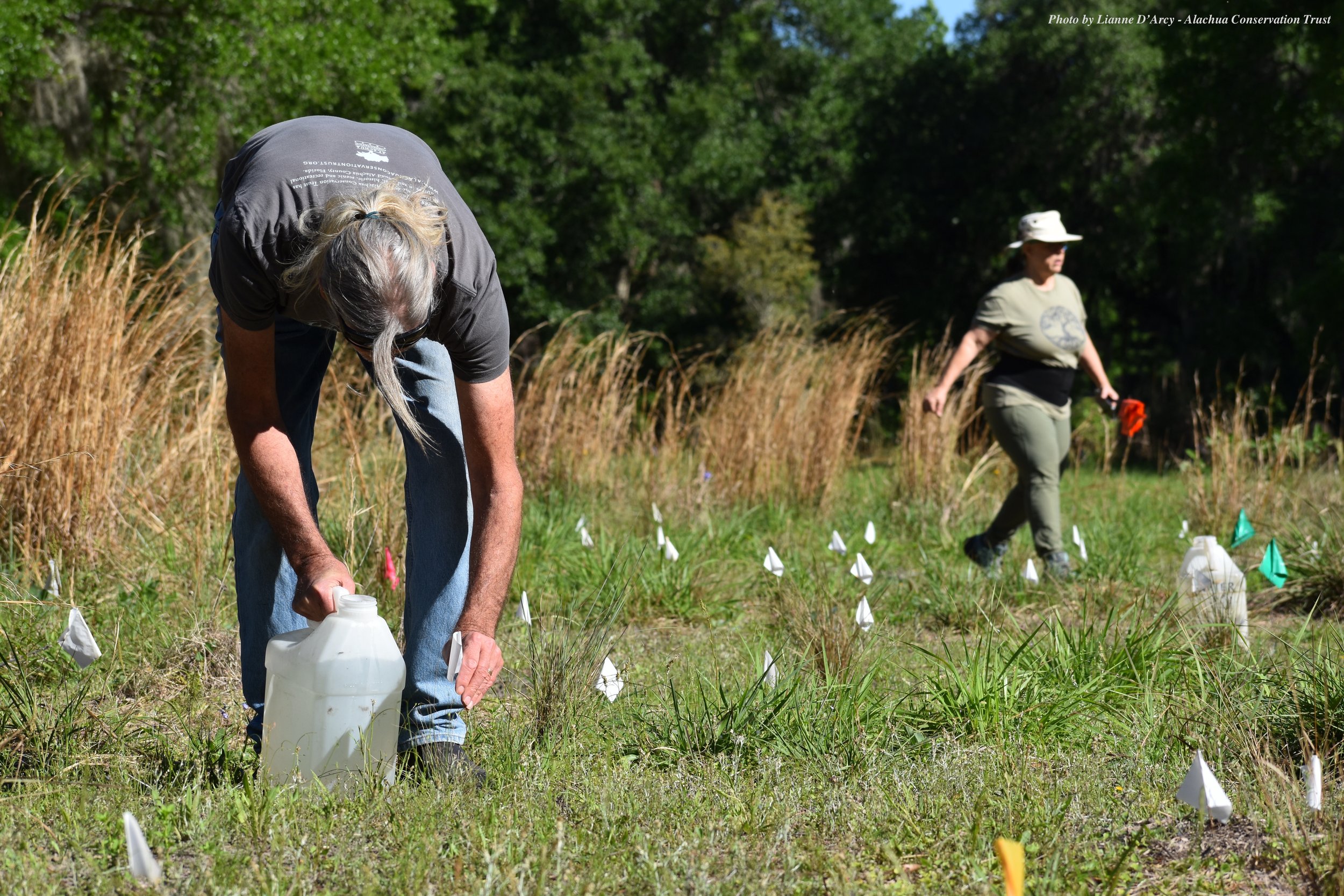 Top_Lianne D'Arcy_Native Wildflower Planting_4.8 (40).JPG