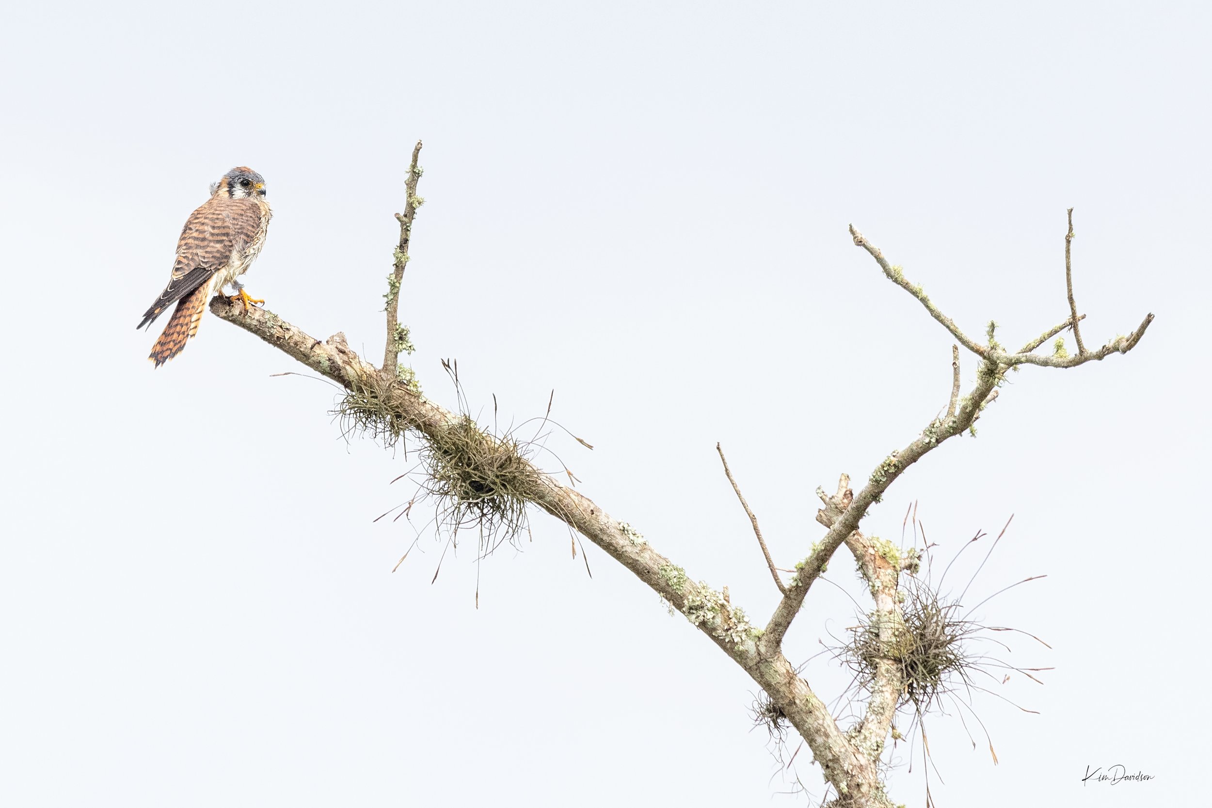 SE American Kestrel_OLO__5__2106_00035-Edit_Kim Davidson.jpg