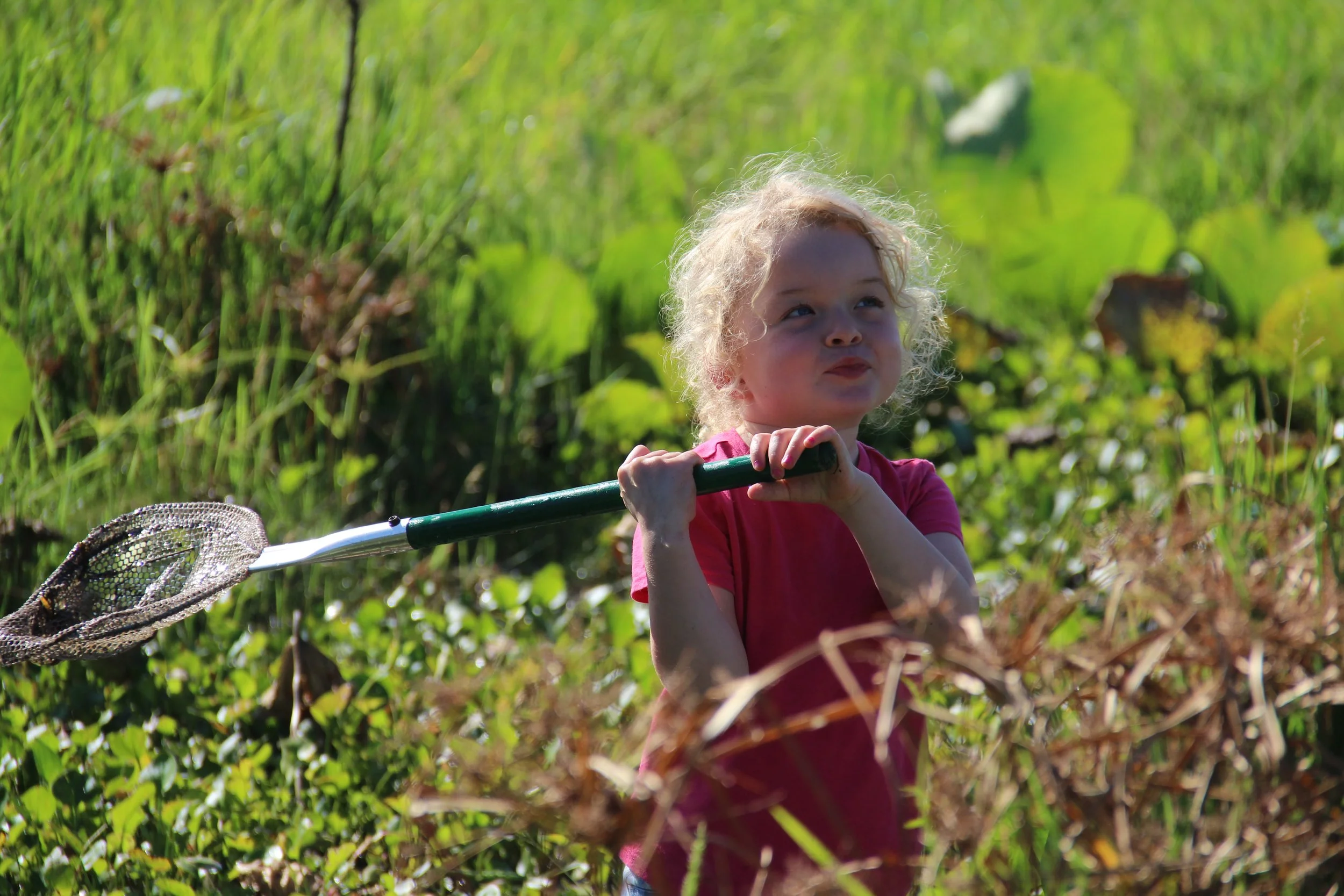 Morning Bug Walk at Tuscawilla Preserve 