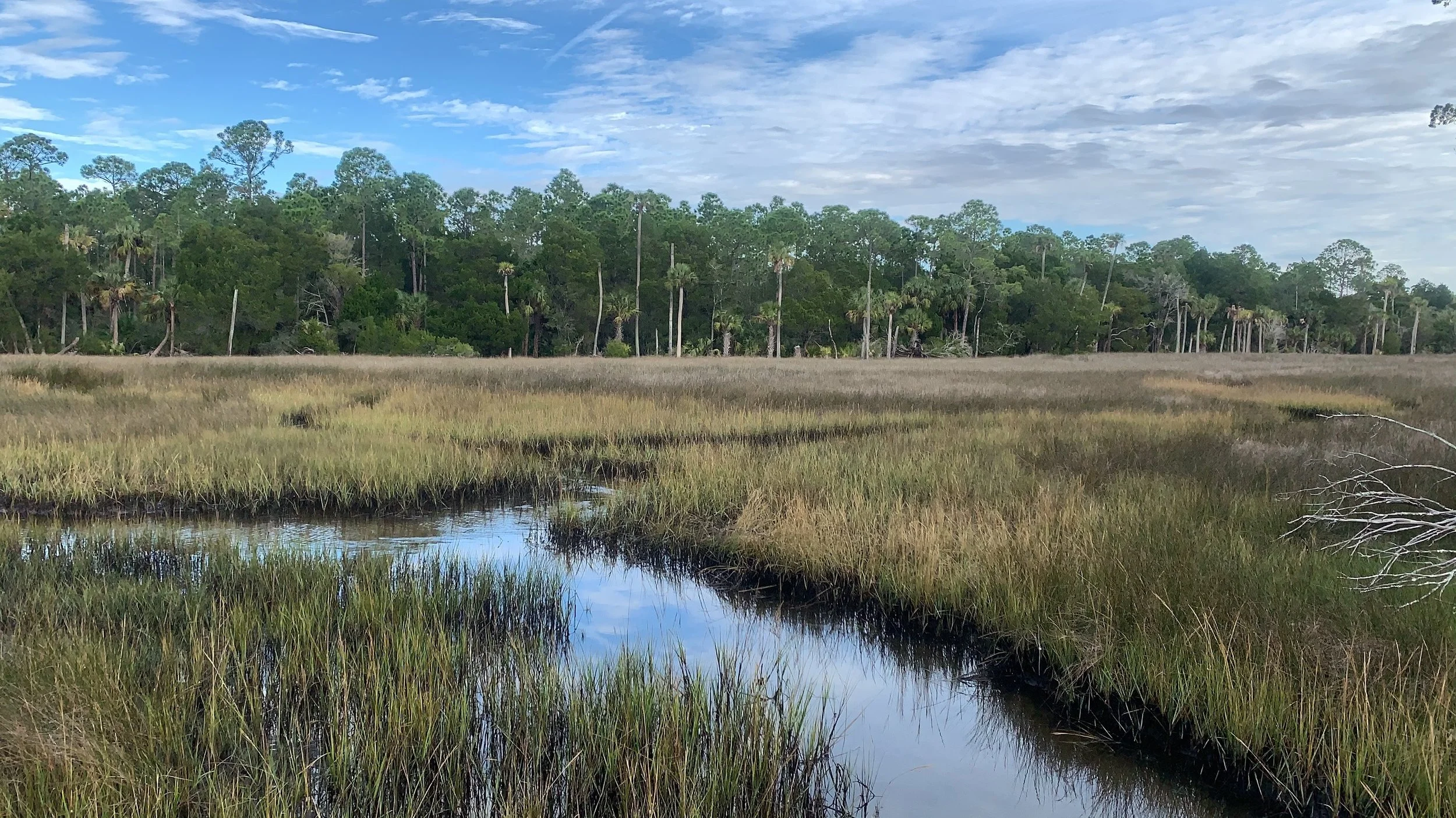 Withlacoochee Gulf Preserve Marsh_ACT.JPG