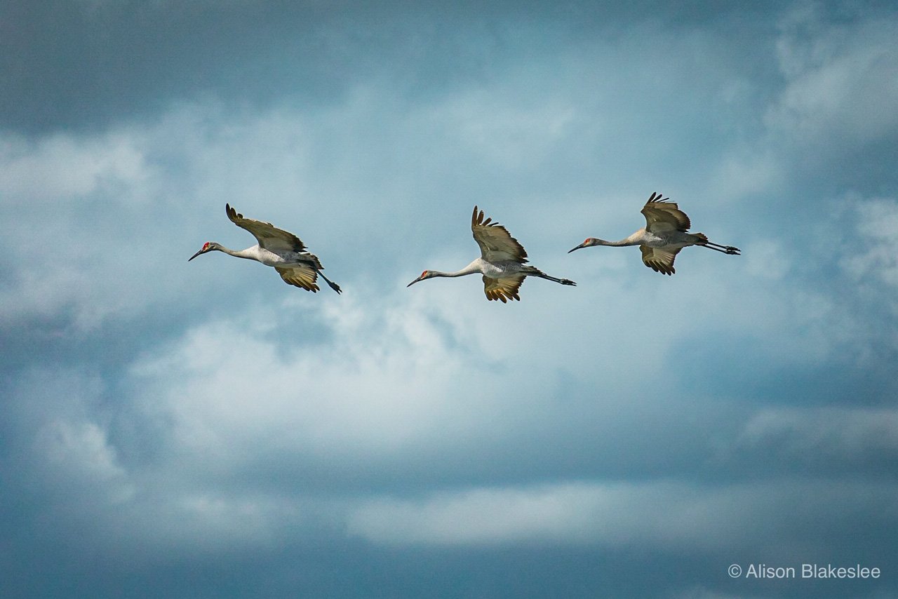 Sandhill Cranes in Flight_ABlakeslee.jpg