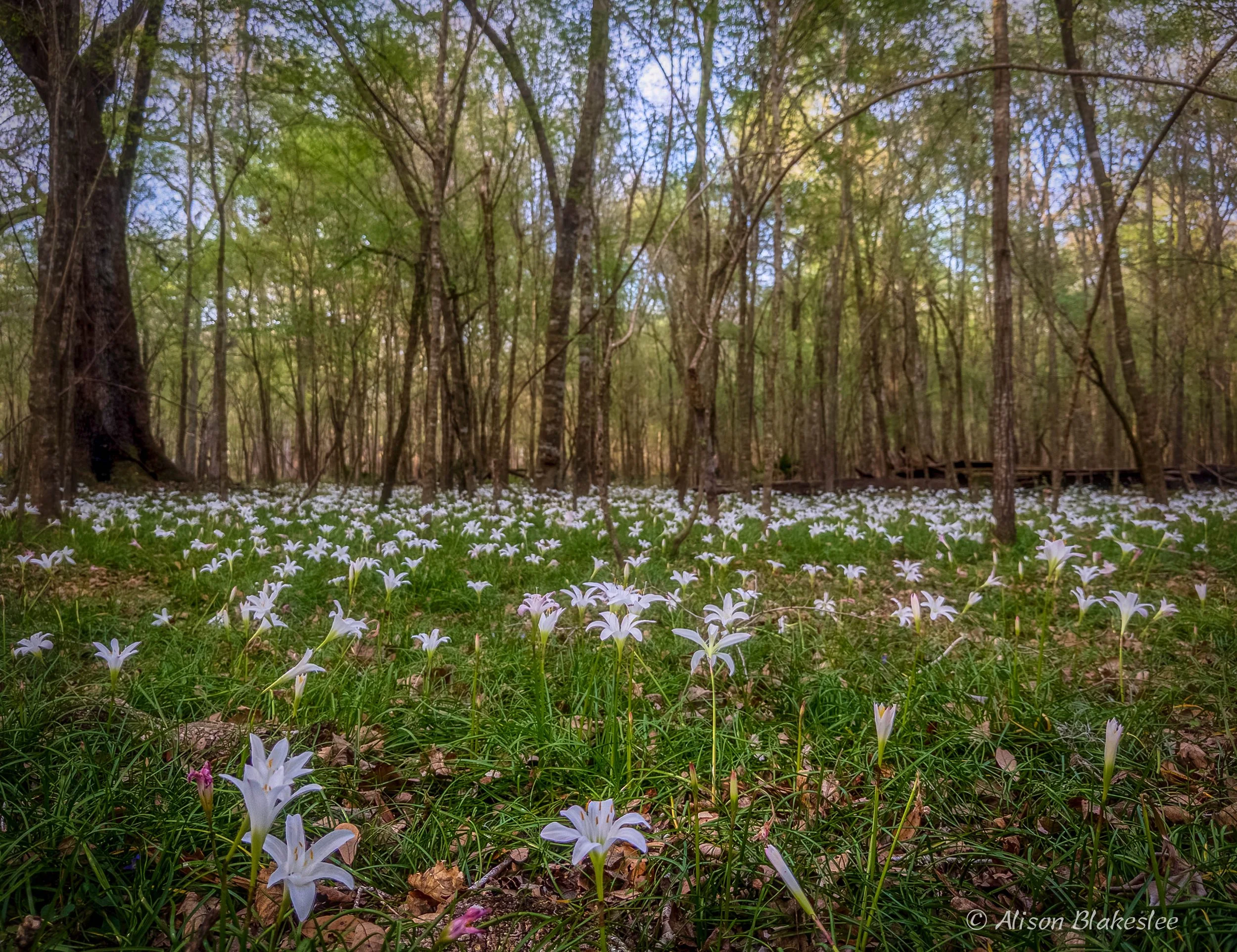 Conservation Easements