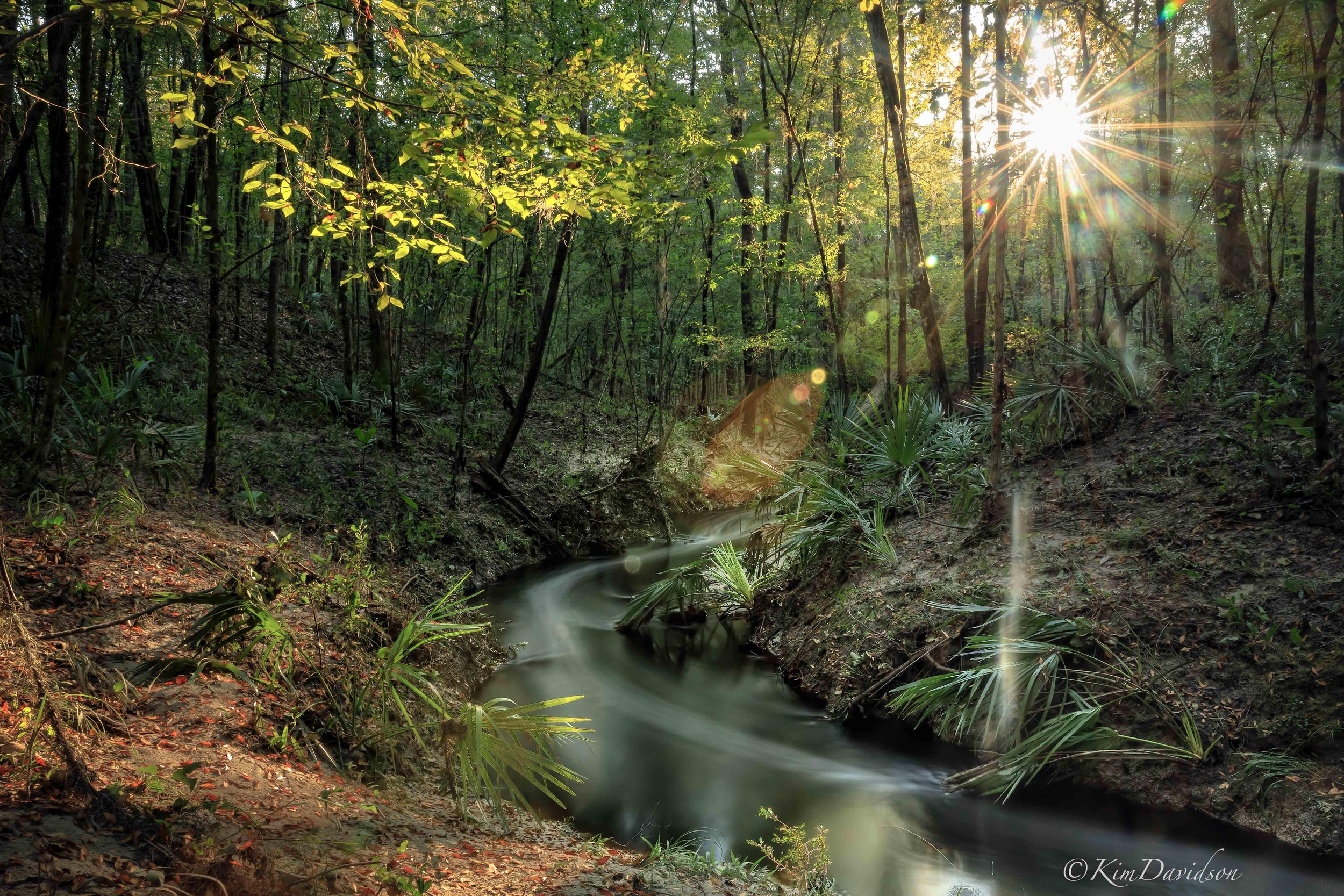 Blues Creek Ravine Preserve