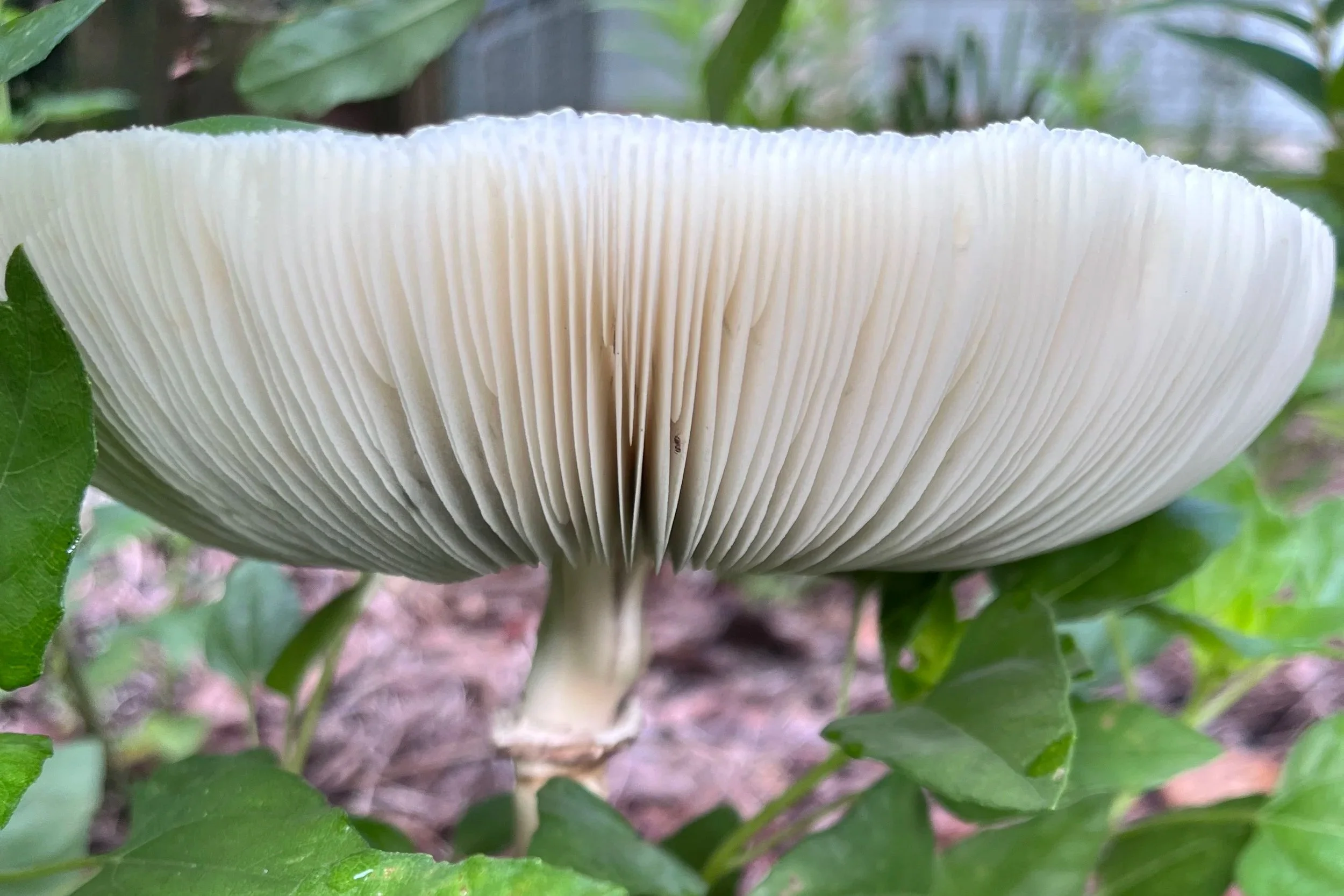 Poster for Guided Mushroom Hike with Florida Academic Lichen And Fungi Enthusiasts League