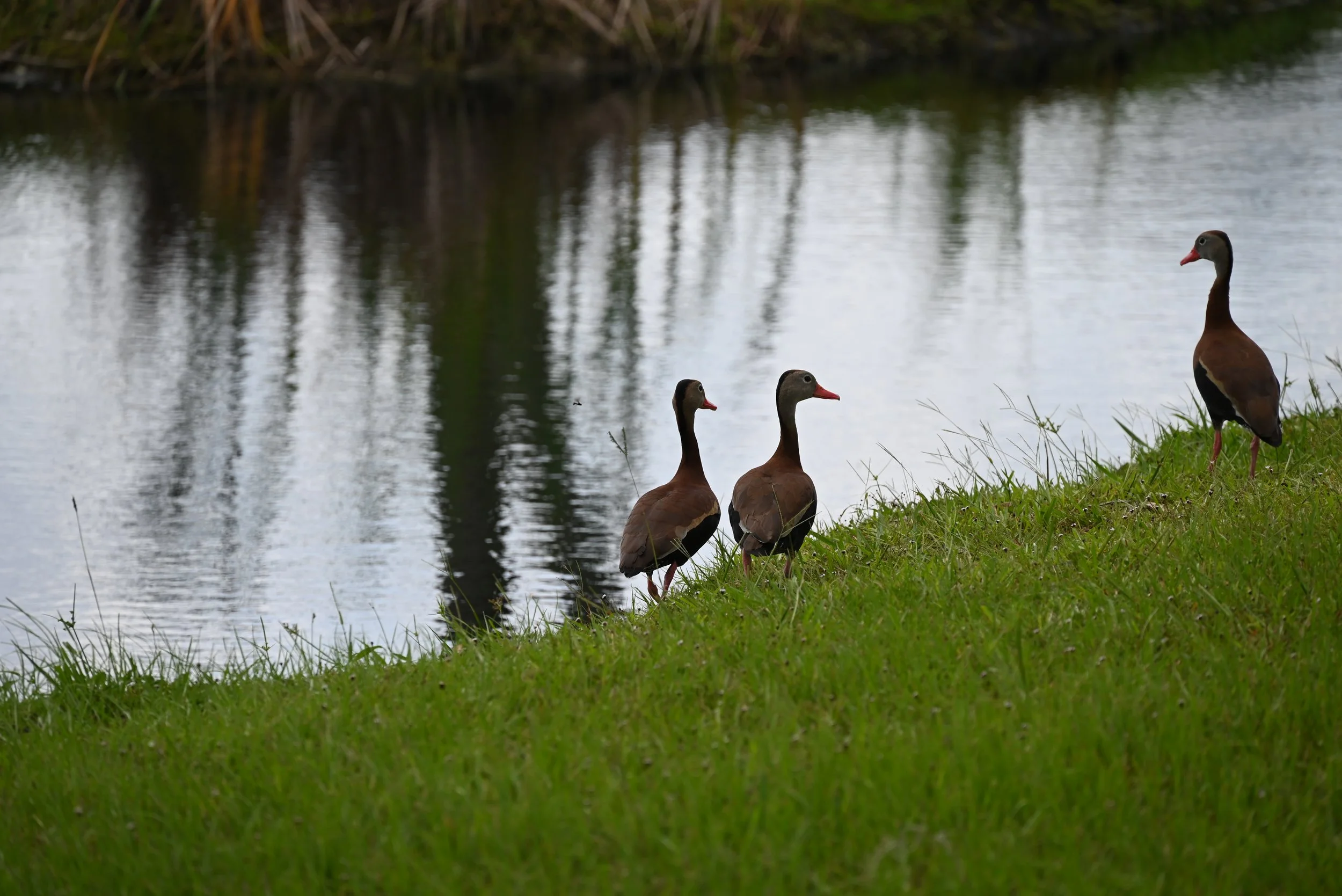 Two ducks by body of water