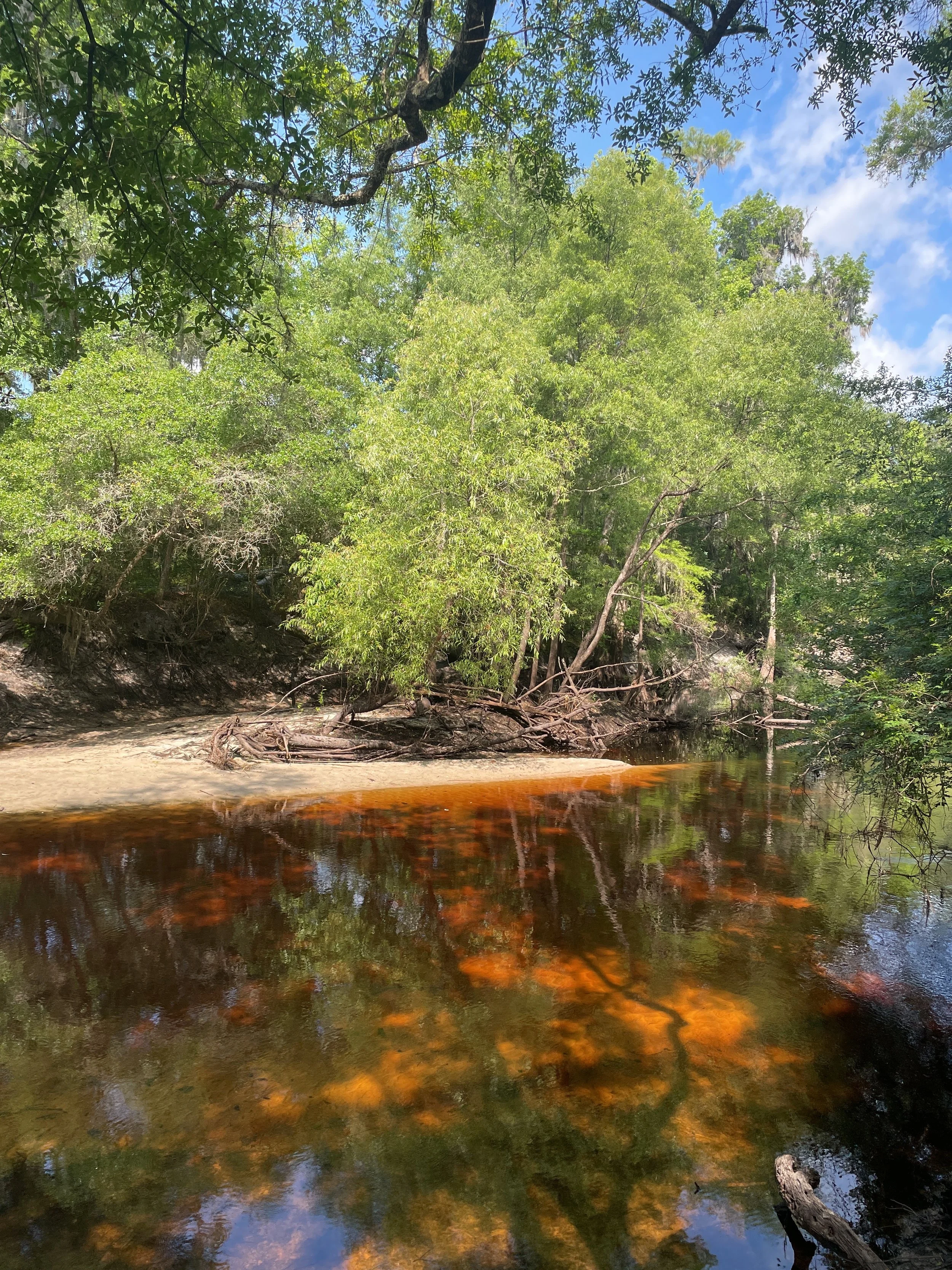 Looking across SF river to Alachua County.jpg