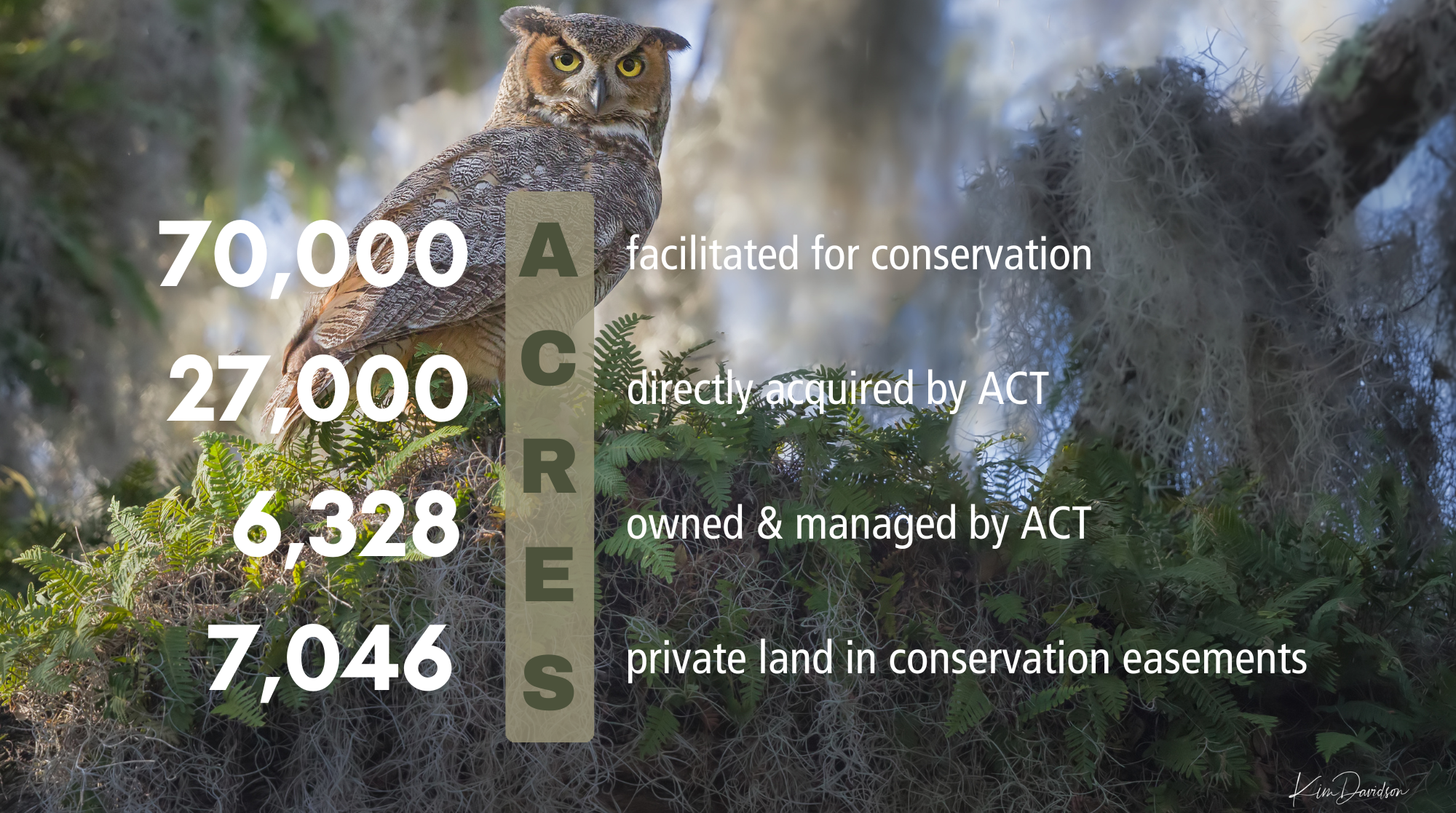 Image of nesting owl