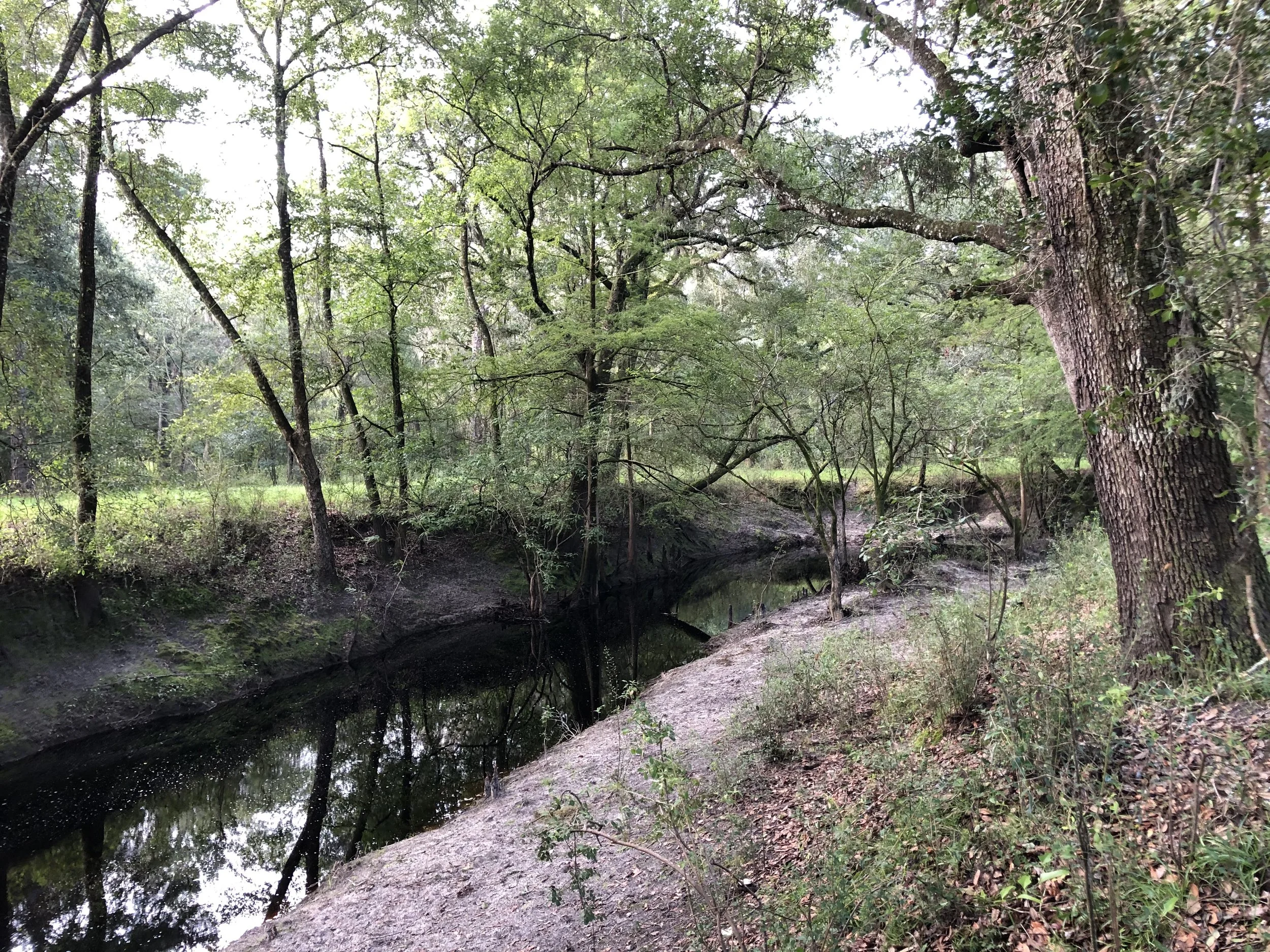 Olustee Creek (2).JPG