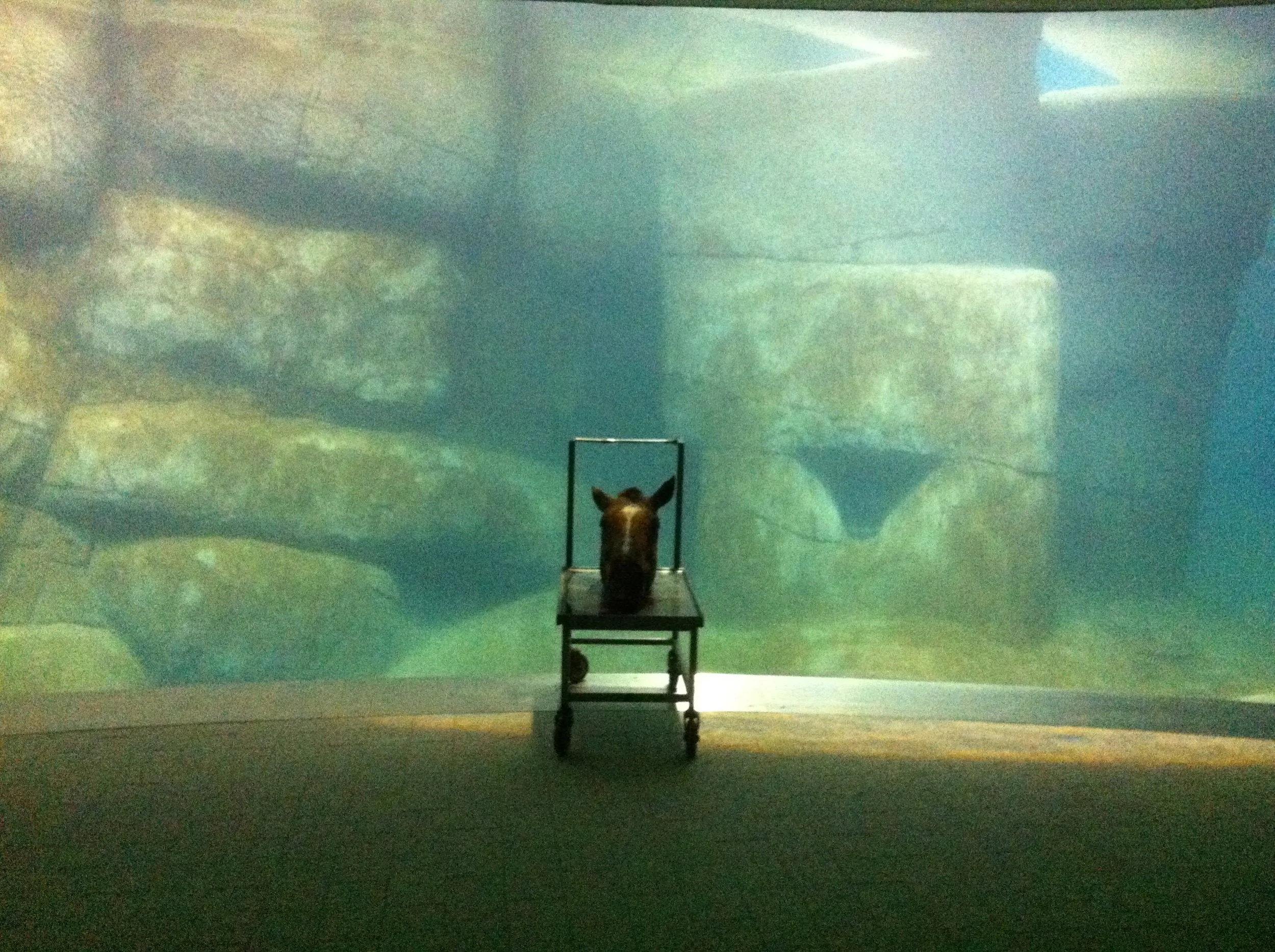 _euro_installation_#012_”A HORSE, A HORSE, MY KINGDOM FOR A HORSE”