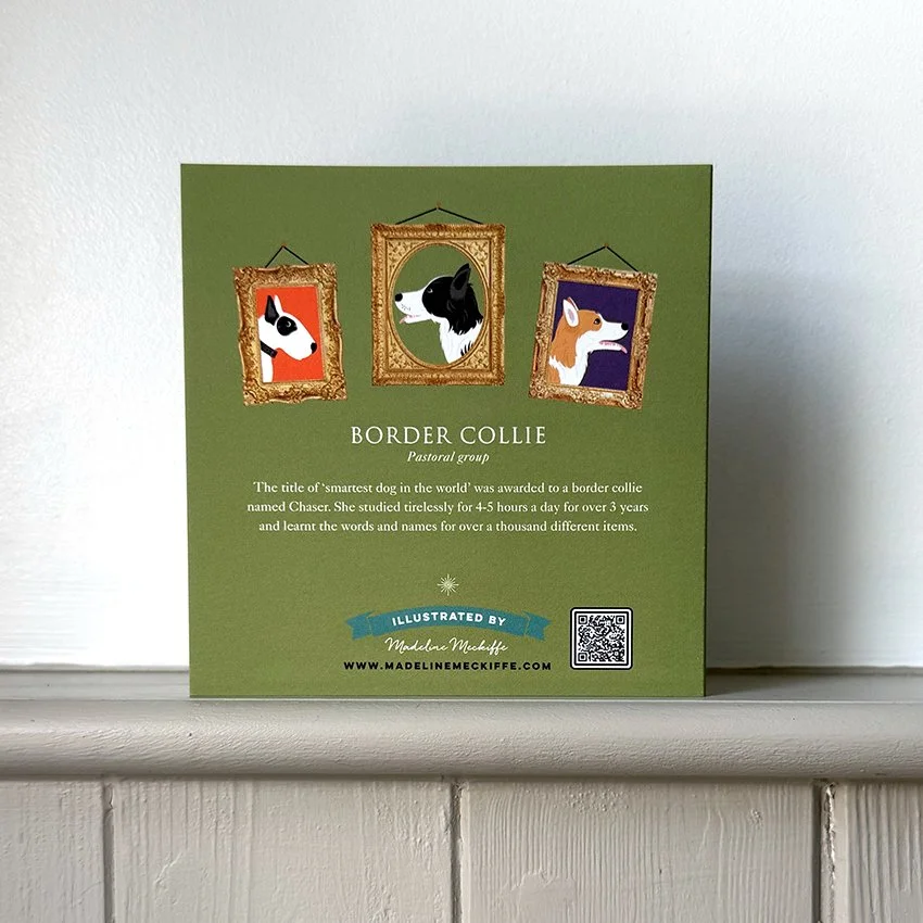 Border Collie BK WEB.jpg