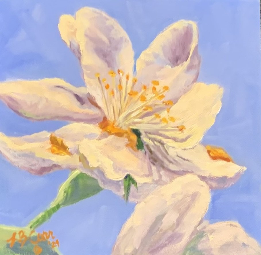 Crab Apple Blossoms