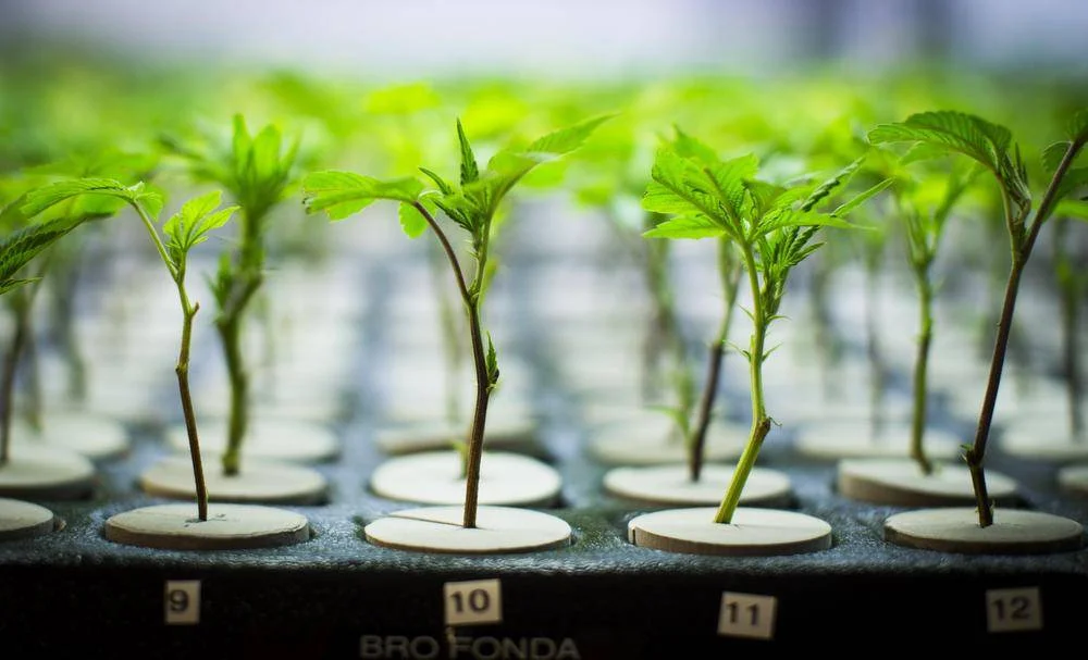 Just-Cannabis-Industry-News.jpg