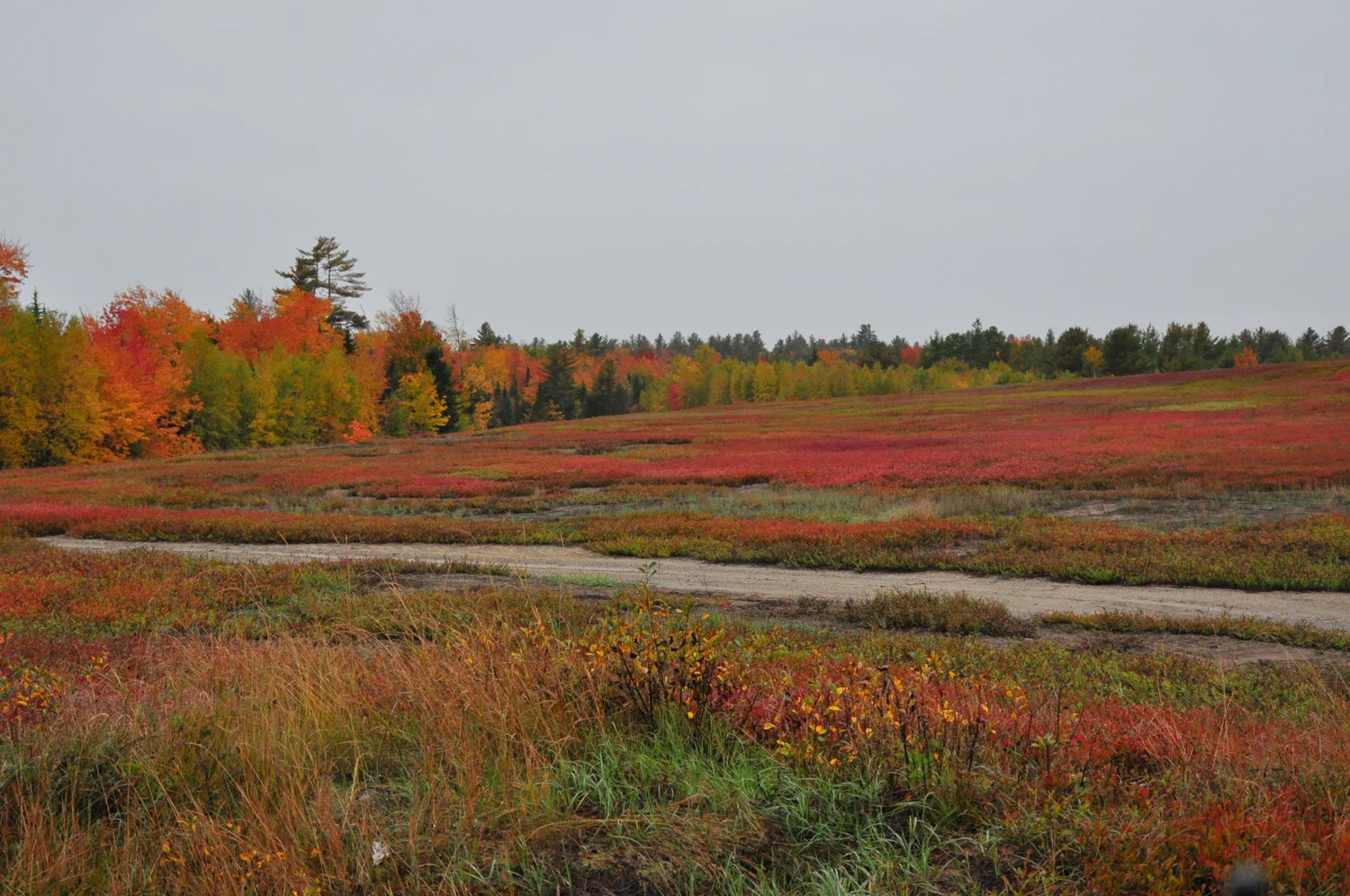 The wild blueberry barrens of Maine turn fiery red in fall, this alone was worth the trip long before we reached Lubec Maine.
