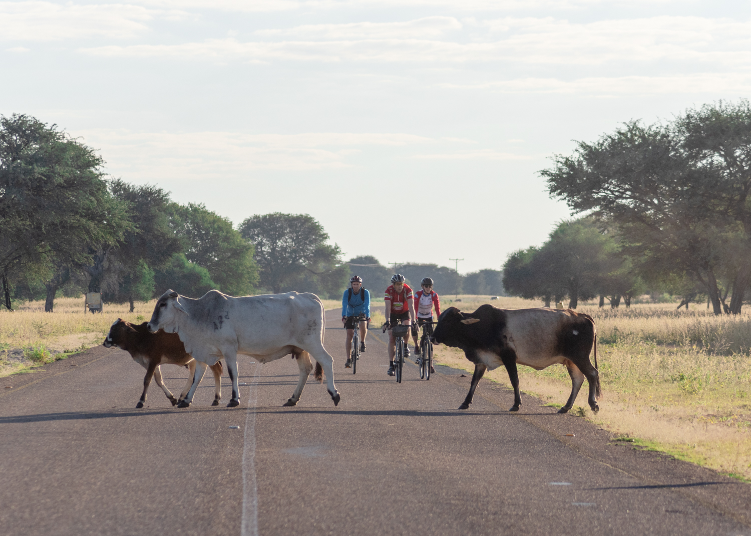 Cyclists interacted with livestock, seeing more donkeys, Brahman cattle, and horses as we progressed west towards Namibia. The herds wandered completely free through the bush, sometime with bells.