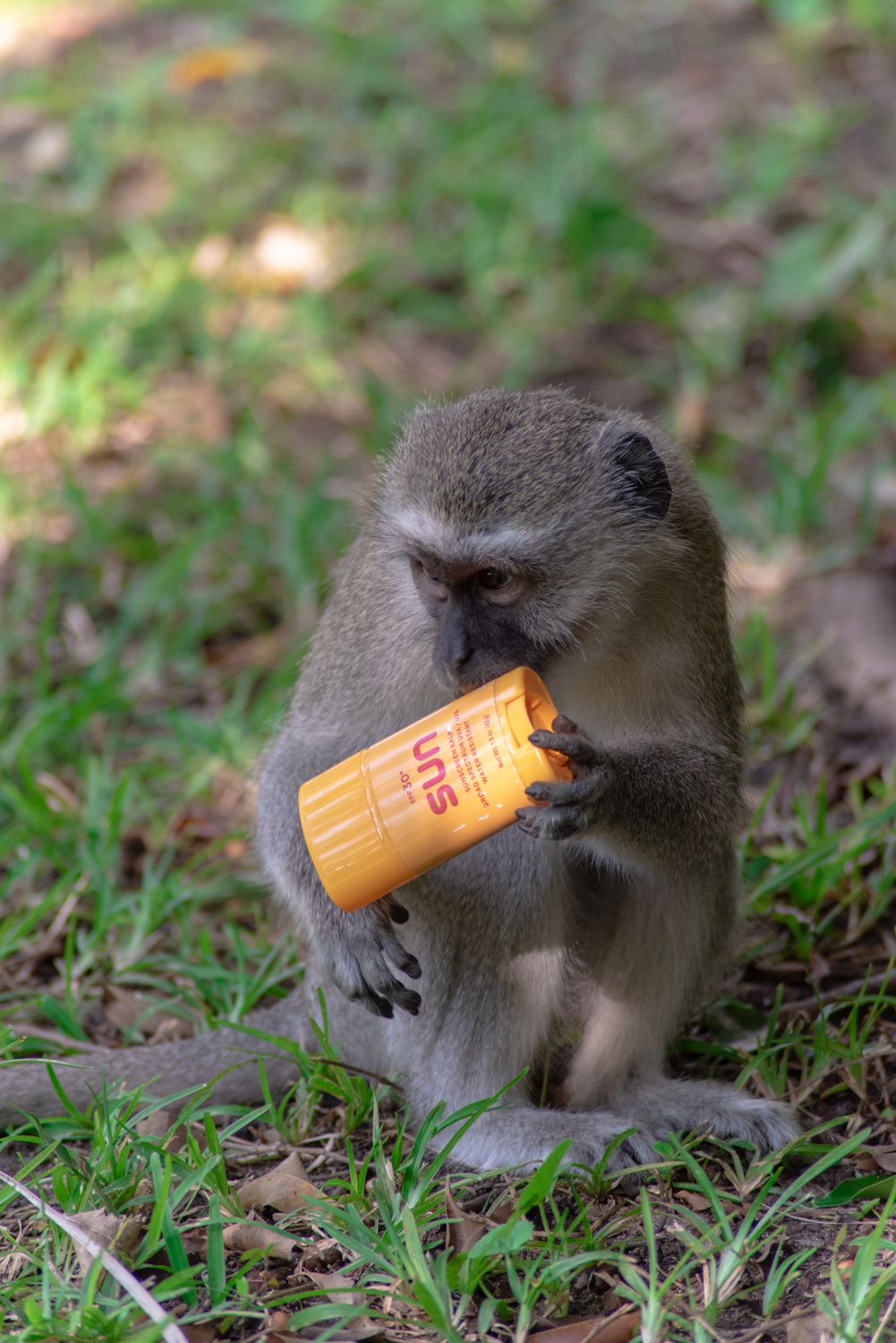 Monkeys are an amusement and a nuisance in southern Africa. This vervet monkey and his troop ransacked my stash of sunscreen and chamois cream, convinced it was edible.