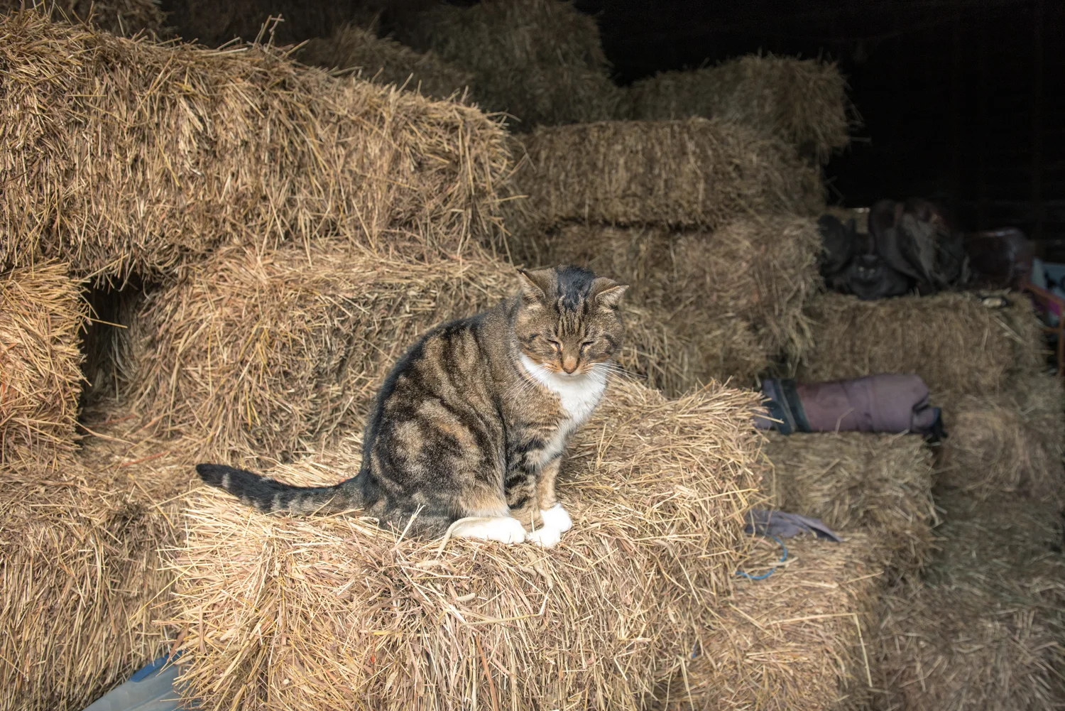 Cats abound on the farm, all also rescues. If you are in the market for a rescue cat or kitten, Summer and her family have many lovely deeply adoptable cats waiting for homes. This guy on the other hand is a barn cat through and through!