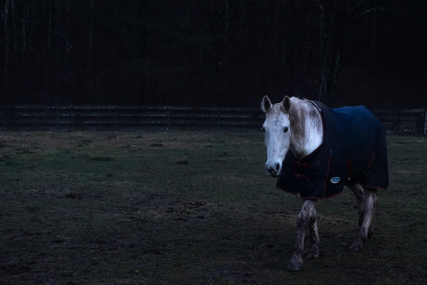Irish in the solstice twilight making his way over for some love and praise. Most of the horses mend physically and emotionally on the farm, in the least coming to trust the presence of humans, and in many cases enjoying being ridden, working with in educational workshops such as the ones for children or educating police officers on animal abuse. Like us, animals seek a purpose and connection. Safety, love and homes.