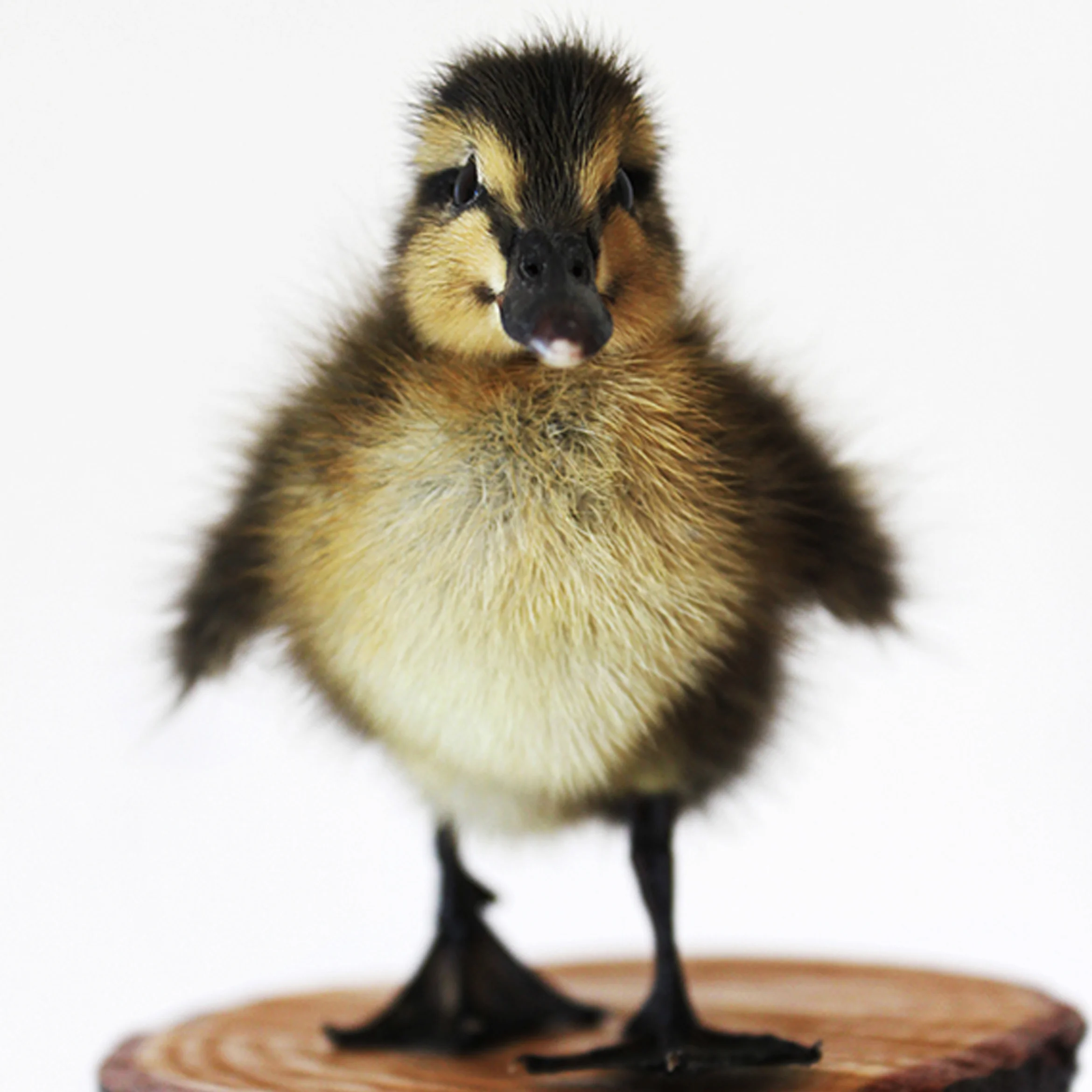 Quackers