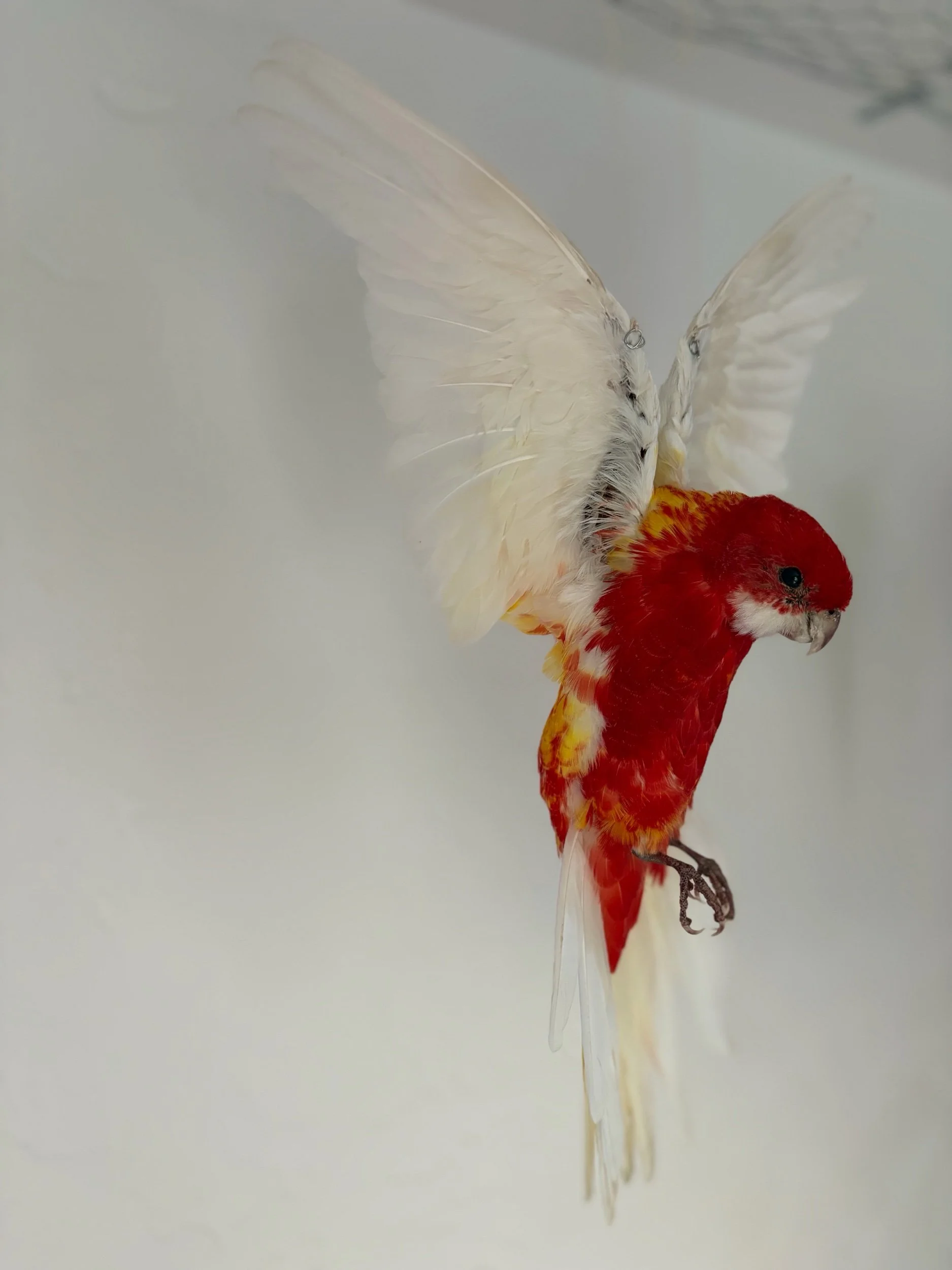 314CB360-A2F9-485B-85BF-EAE05E25B8F4.jpeg