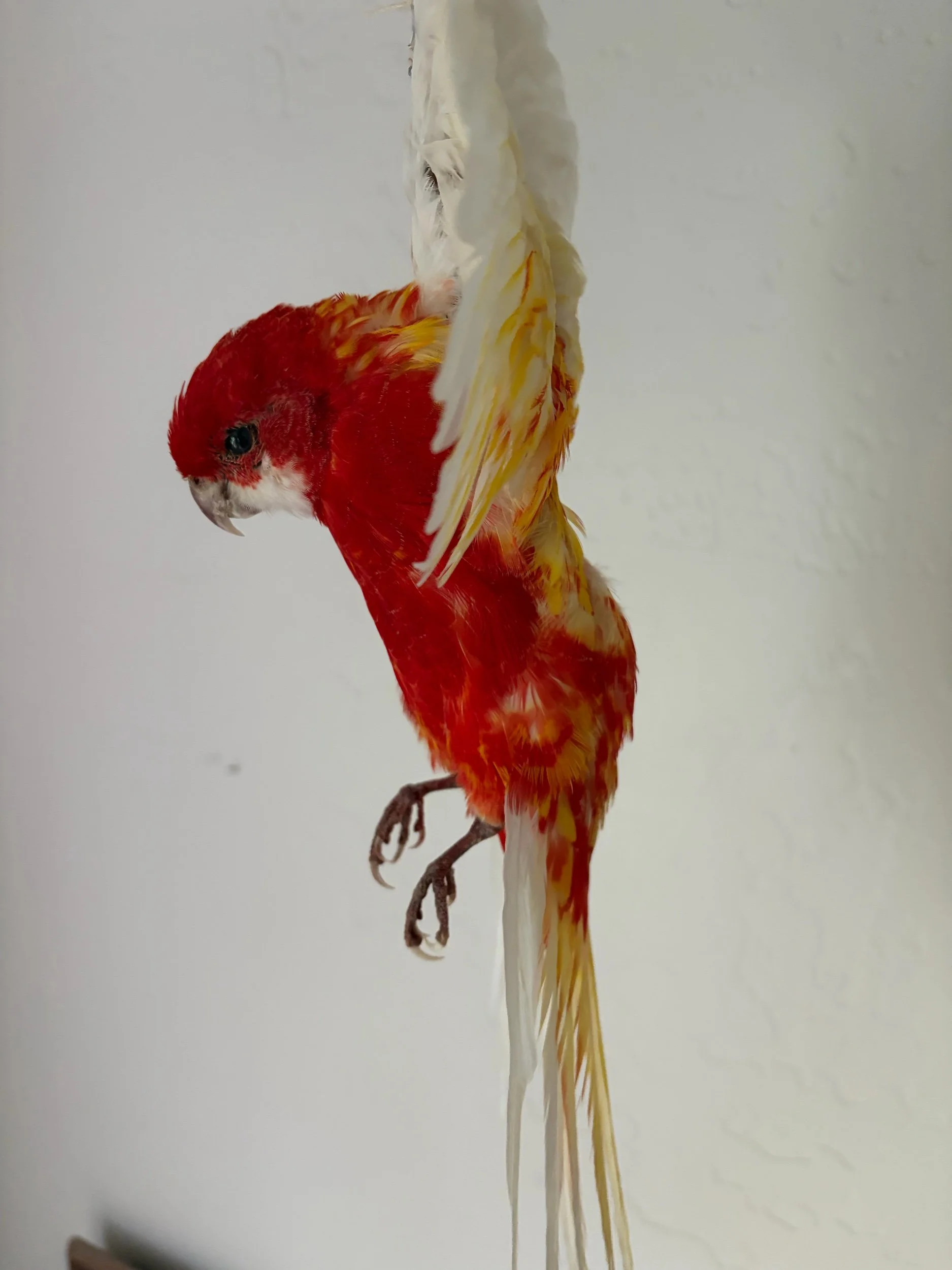 17B4D6F0-DF00-462B-BC31-D83AD6025473.jpeg