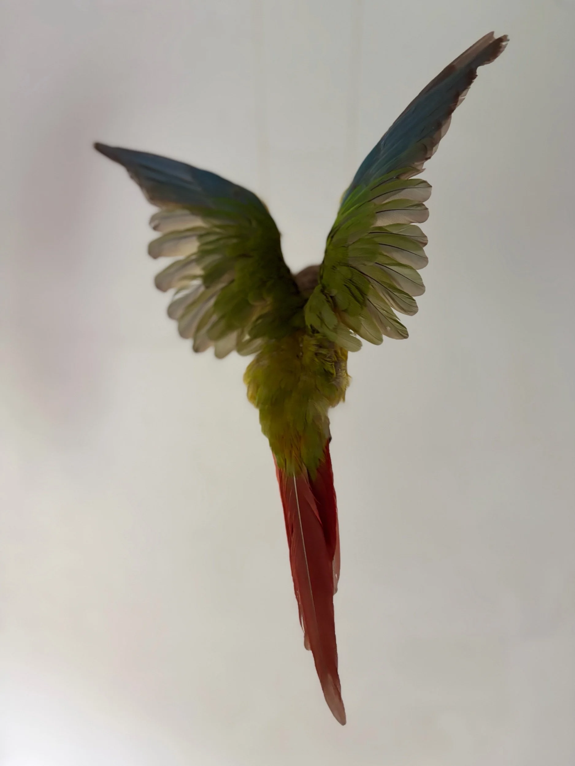C16651D6-92C5-4361-AB6F-505DC1865806.jpeg