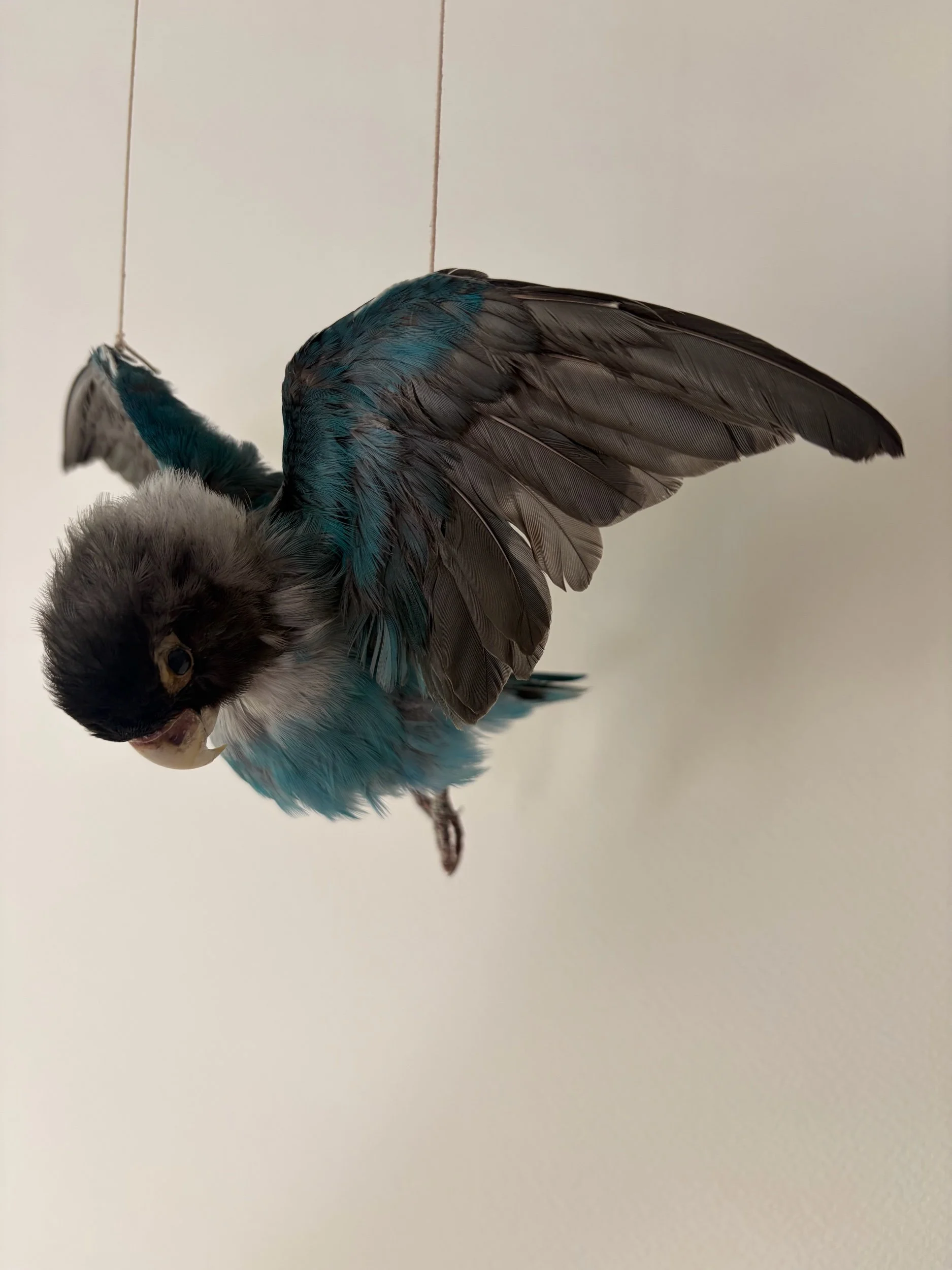 288886B4-CA35-4D74-9008-863002A865DF.jpeg
