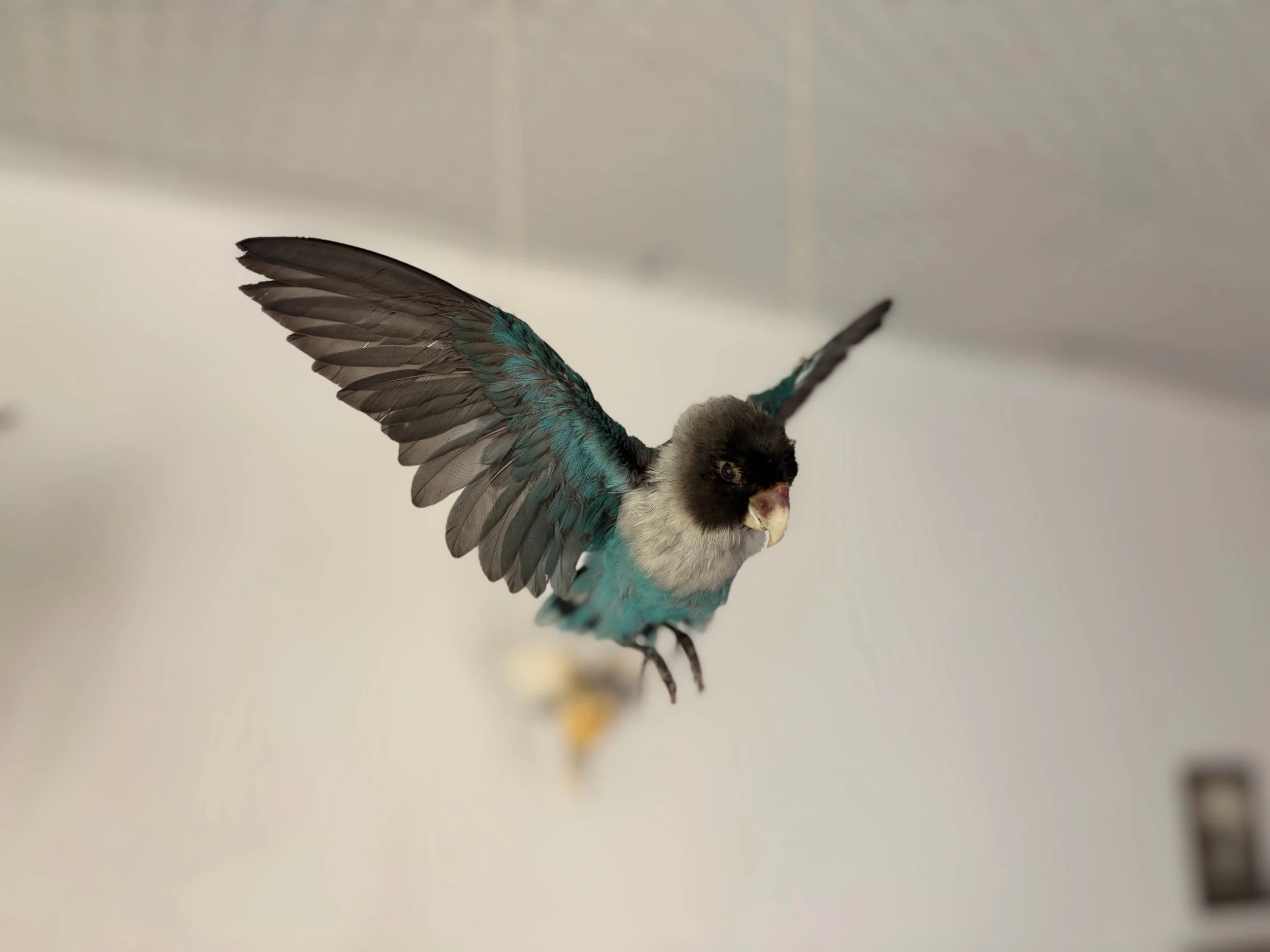36355423-3221-4F69-BDD4-CA78ADDF08B9.jpeg