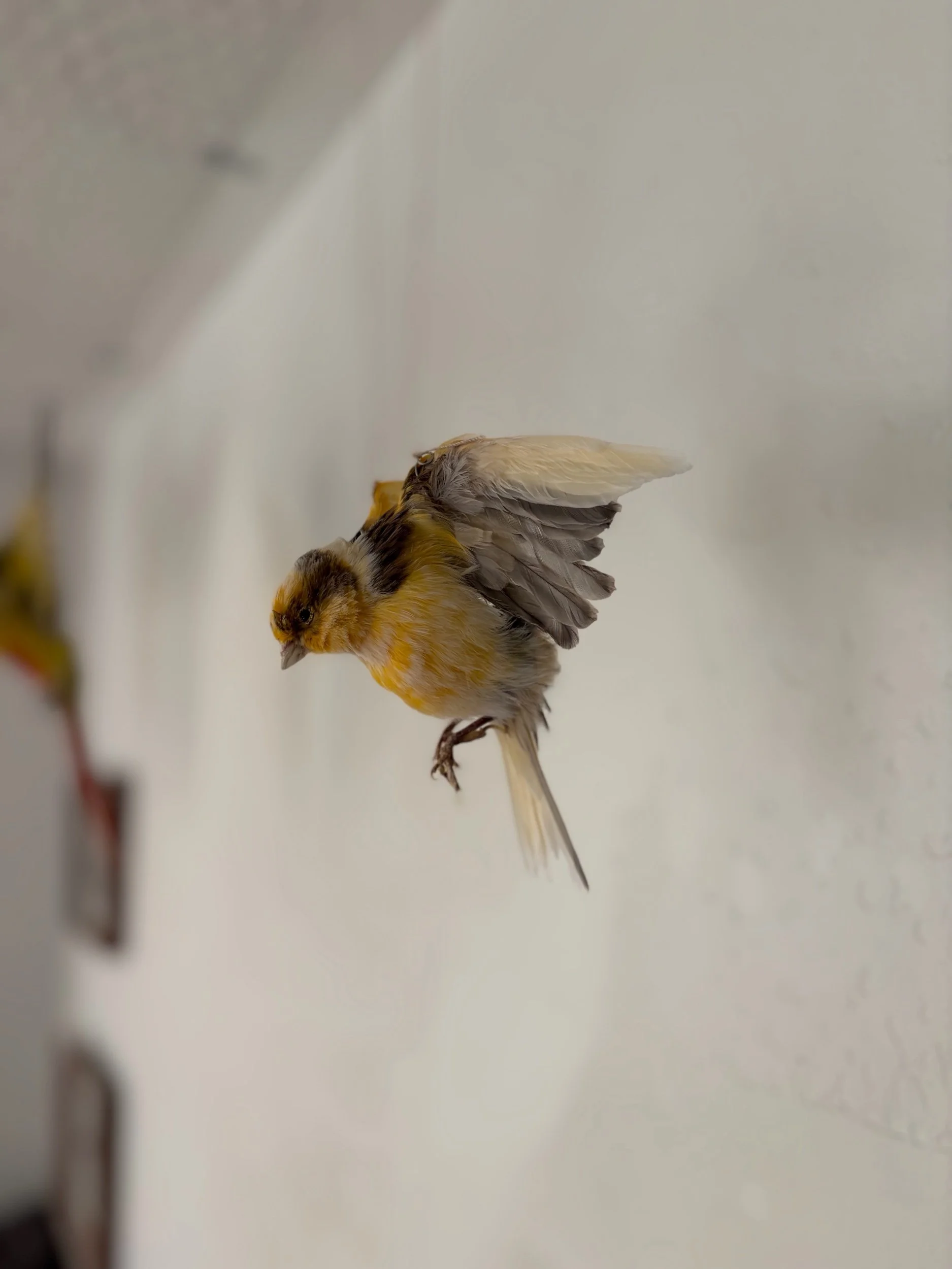 B61F23E6-C17E-4037-A9FA-826E1D46620D.jpeg