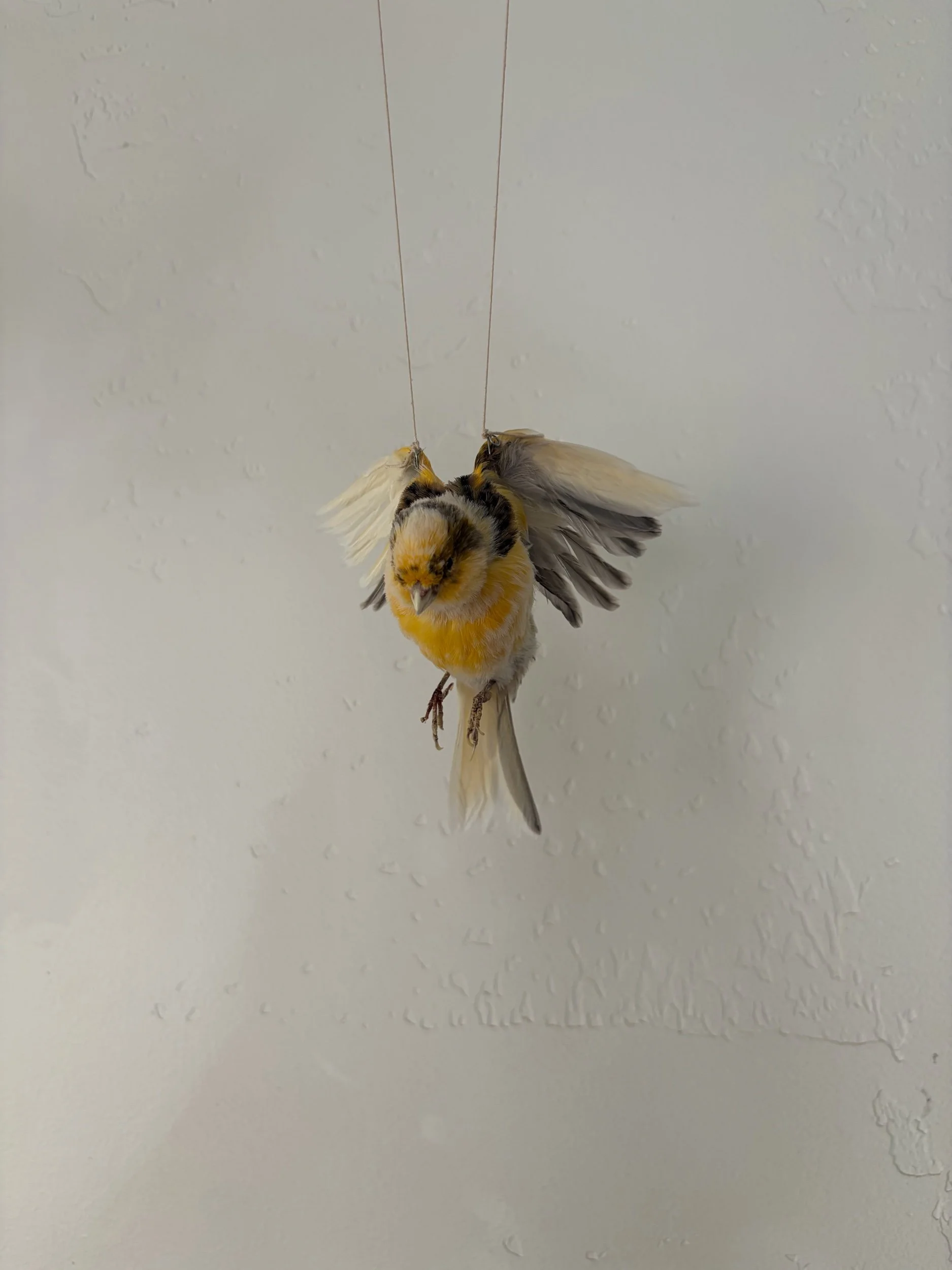 0A00C076-5FC4-4AB2-94CF-0293F9069E94.jpeg