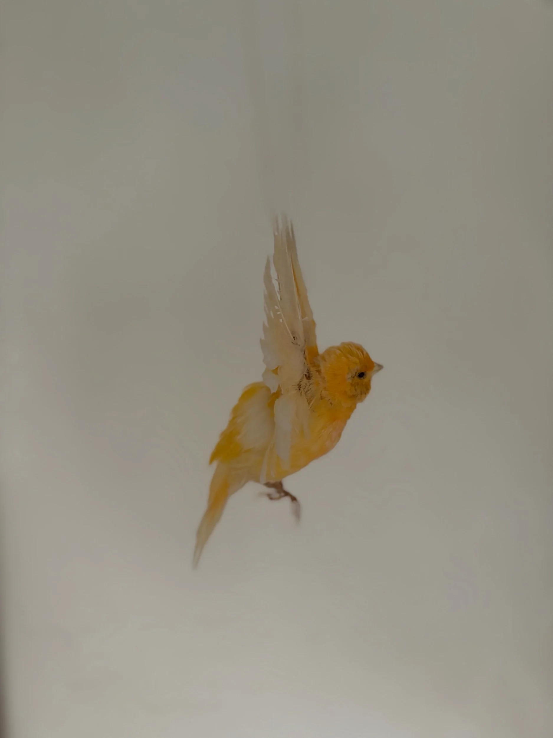 076BB39C-AB0E-4D1E-BC75-DB4A86650A42.jpeg