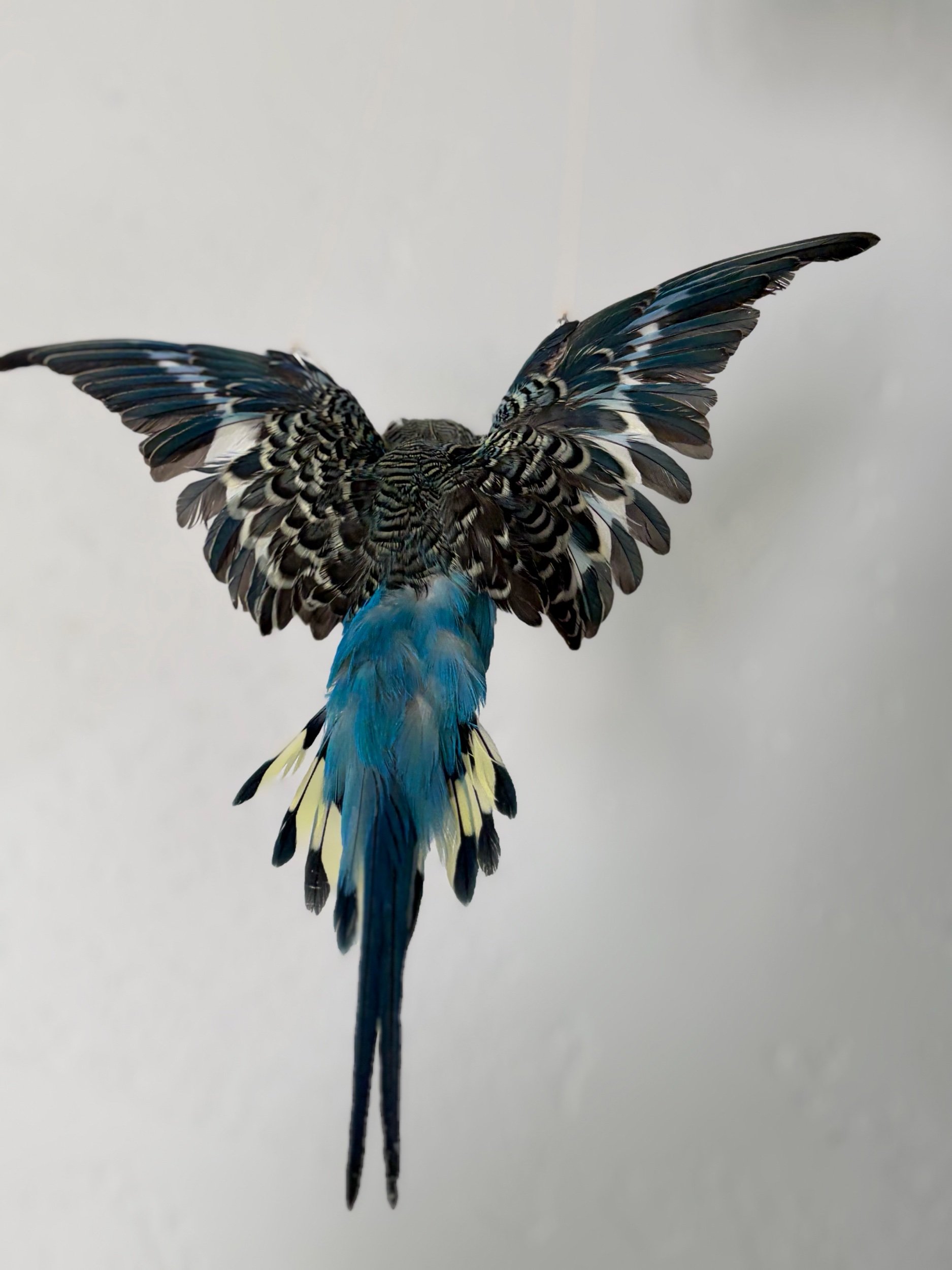 94417739-CF7F-4394-926C-D7A375A1F67B.jpeg