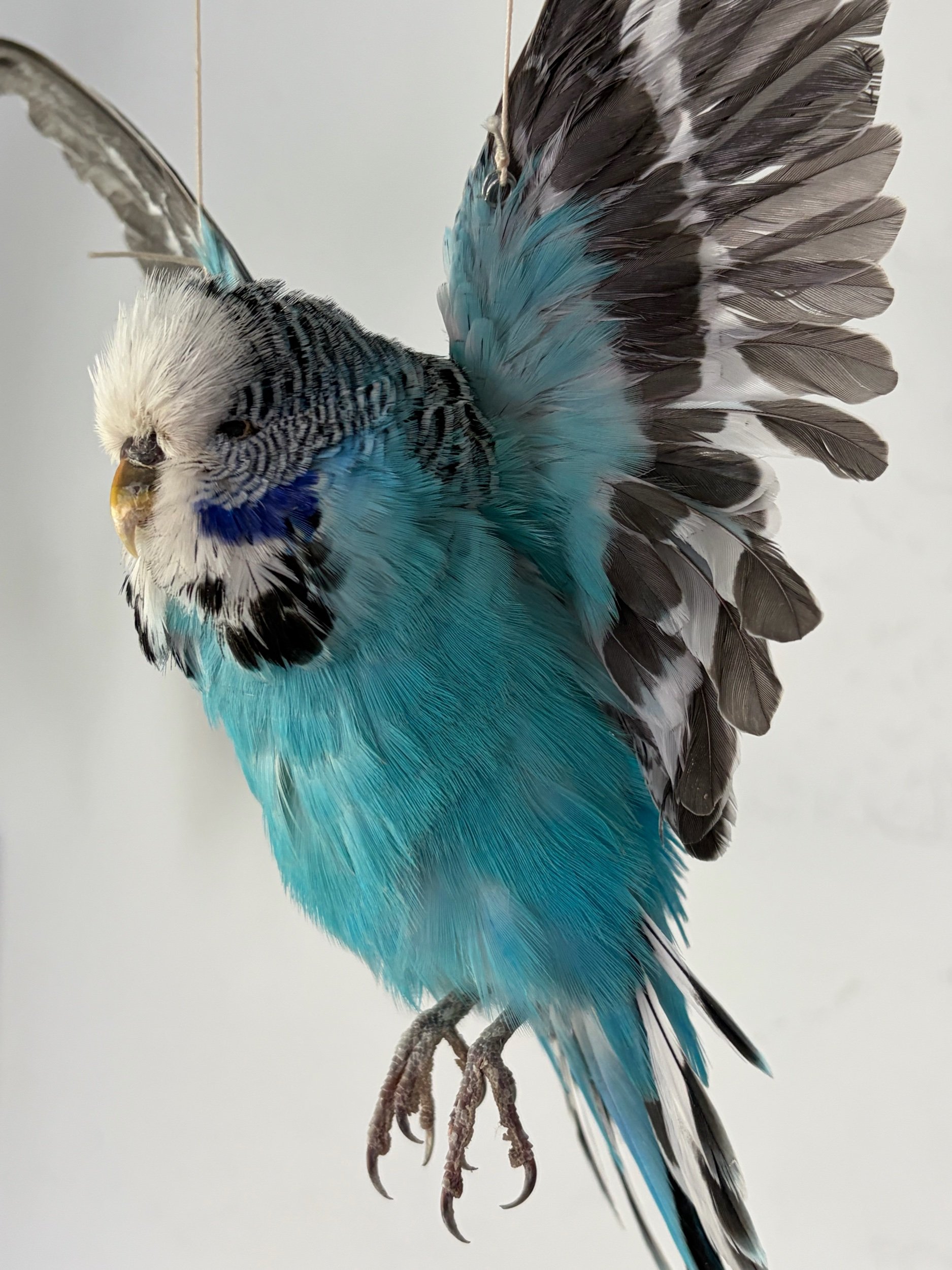BA950C81-5E6E-4CB9-88FF-CBFBF71BD0AF.jpeg