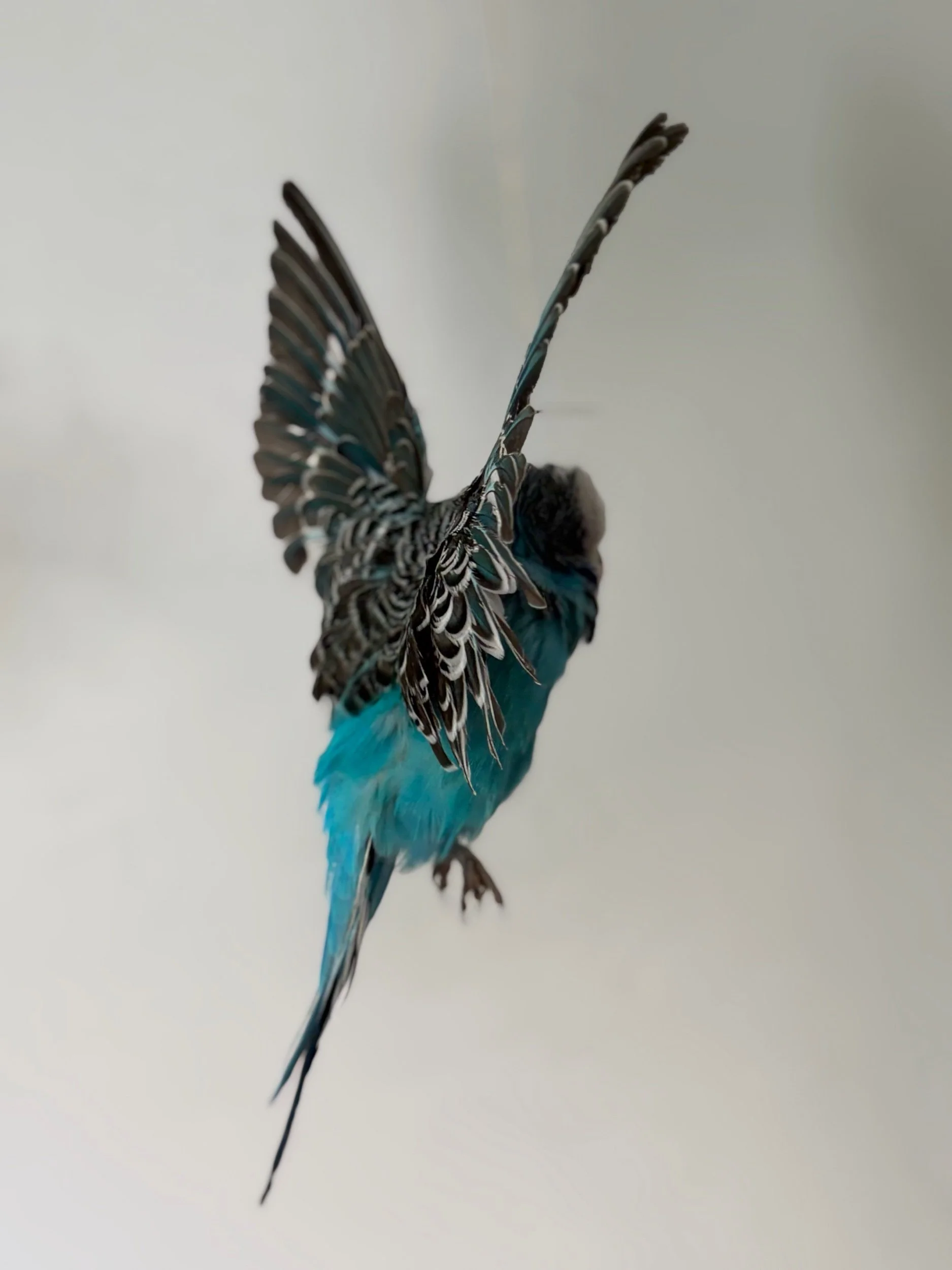 74633383-C902-48EC-B074-3396F3D559F8.jpeg
