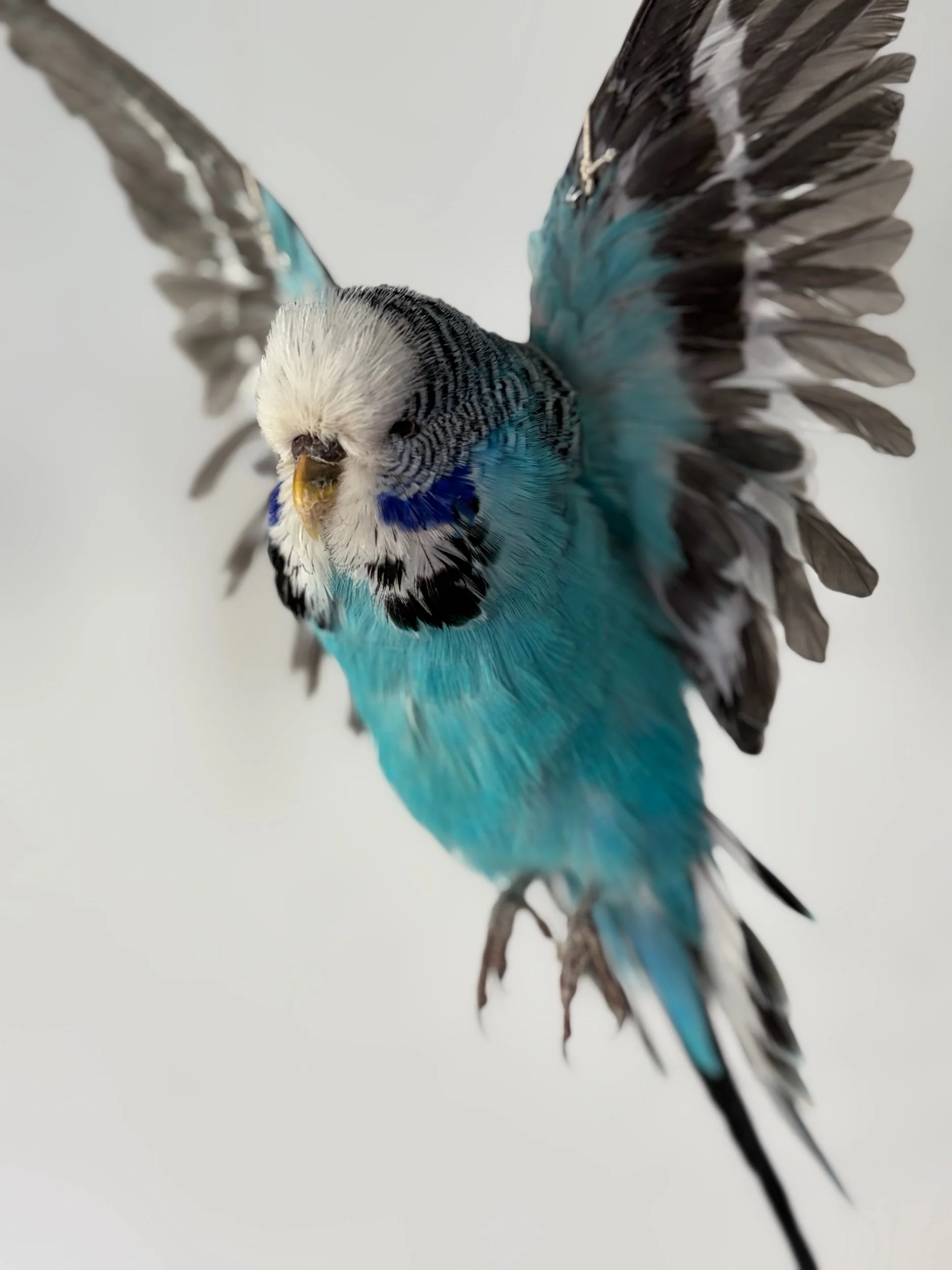6D8C5095-3A30-454F-BAB3-5FF0ED268D61.jpeg