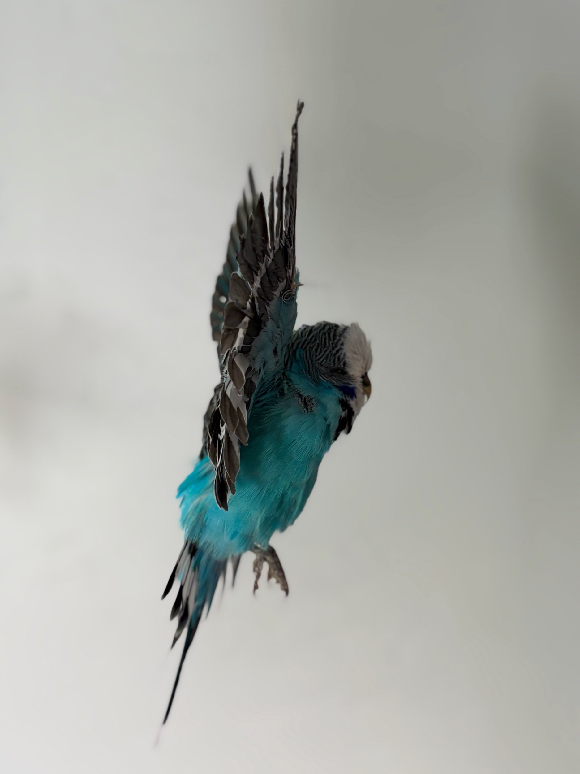 C2E6D238-897F-4B7D-BFCC-AAF40A34E22E.jpeg