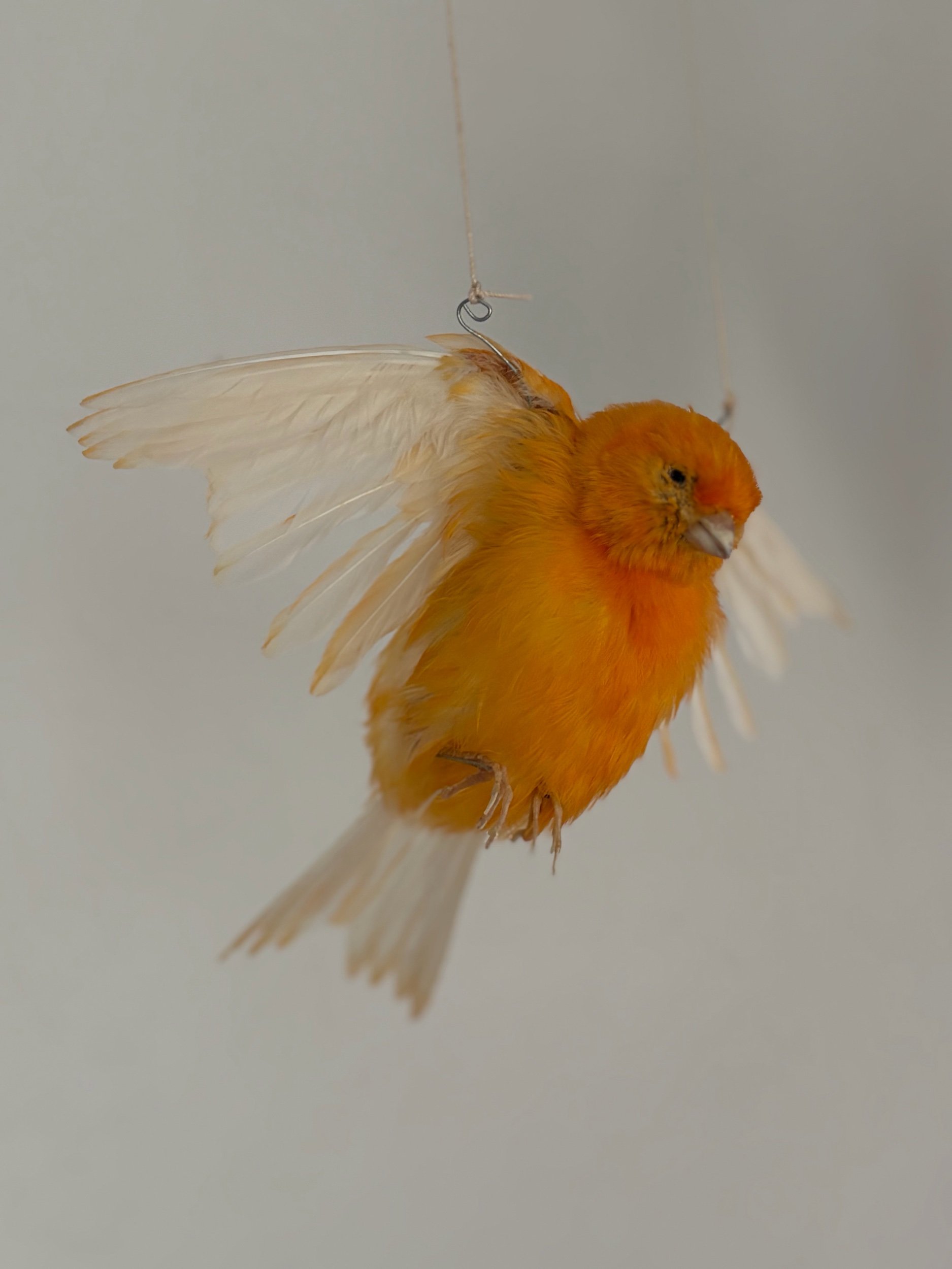 AEE21415-45AB-40D3-BE2B-4DD7E10D4479.jpeg