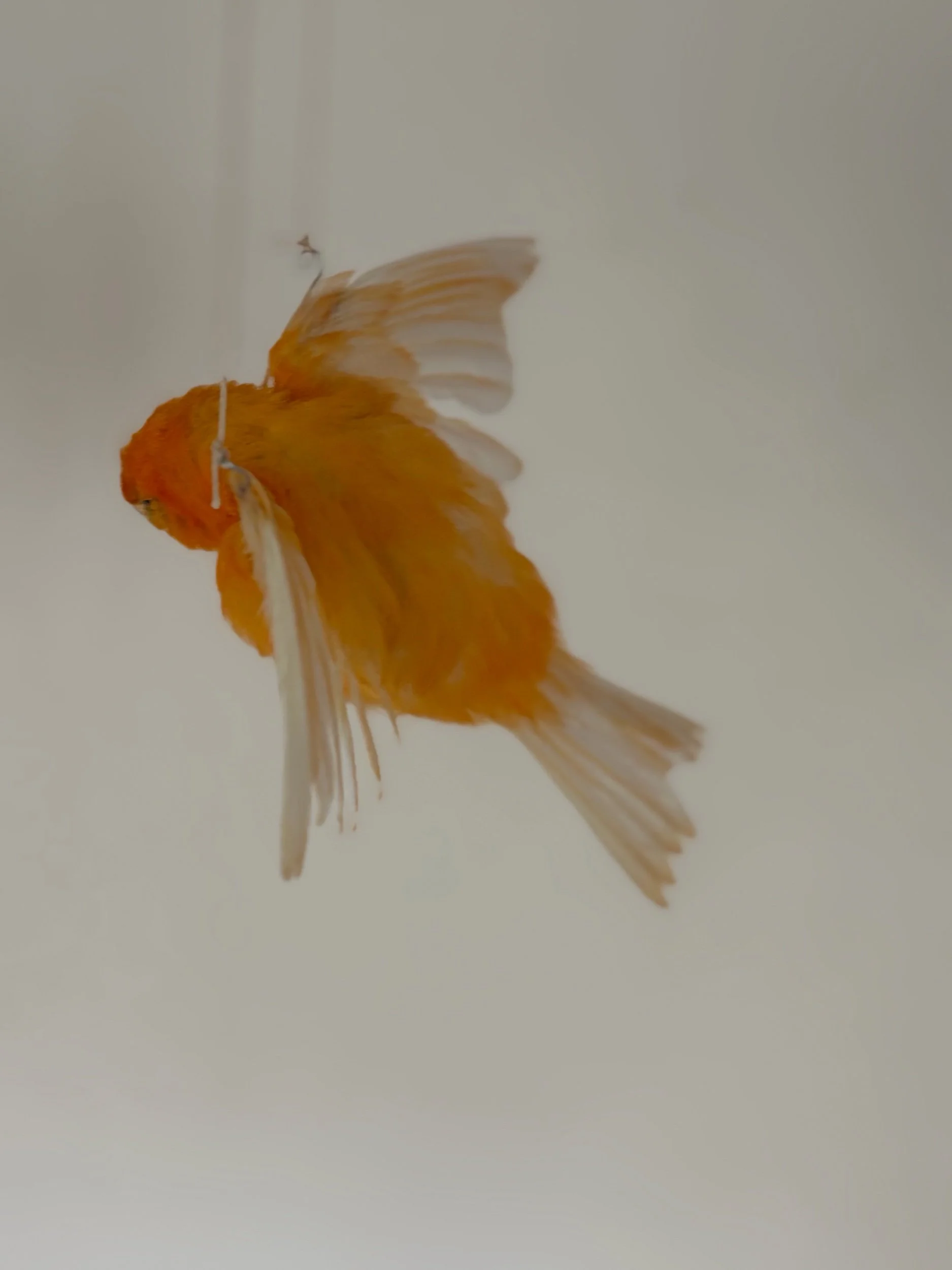 1863EE9E-25AF-4B25-9715-E366C3BB13A8.jpeg