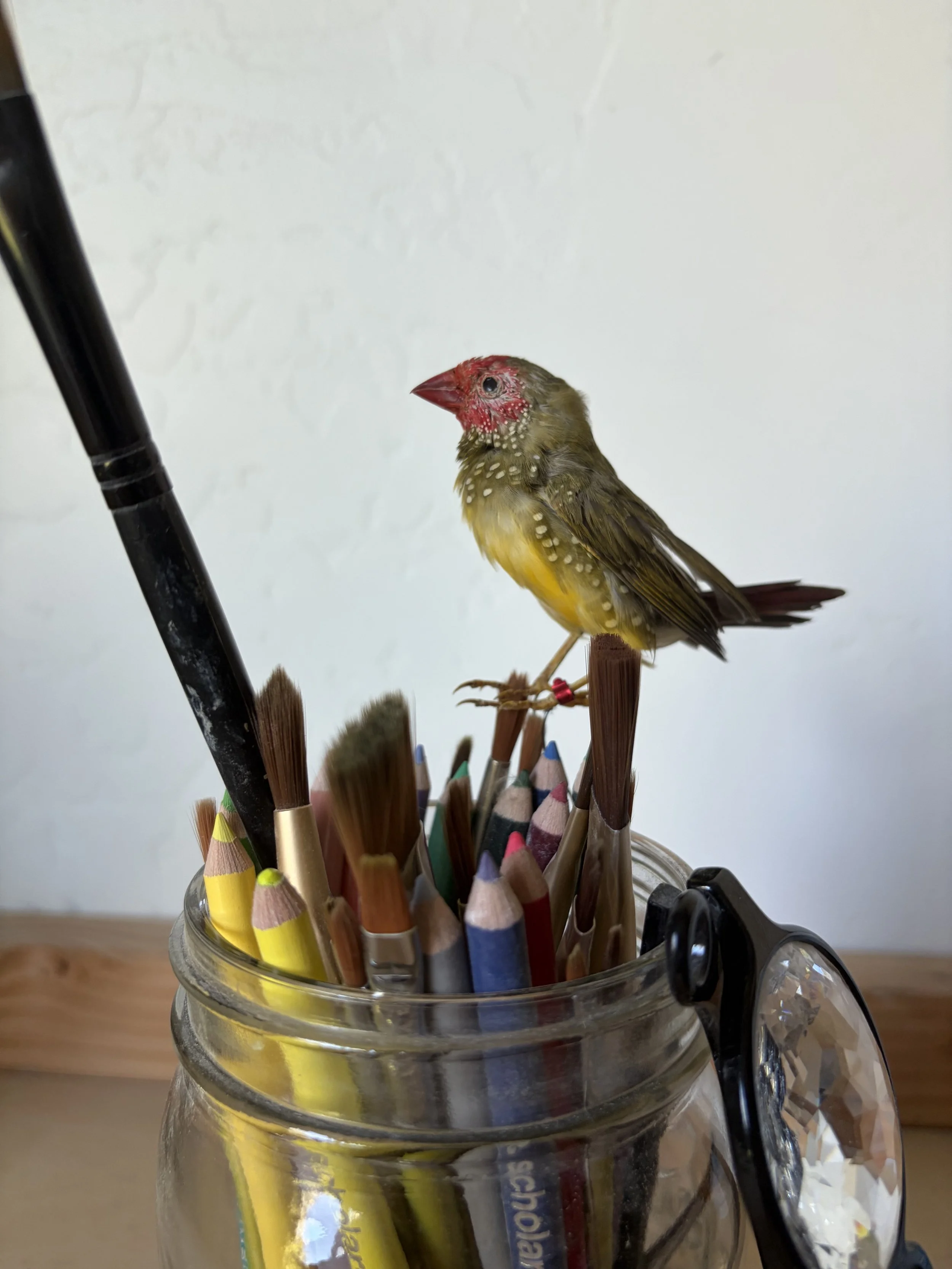 IMG_2130.jpeg