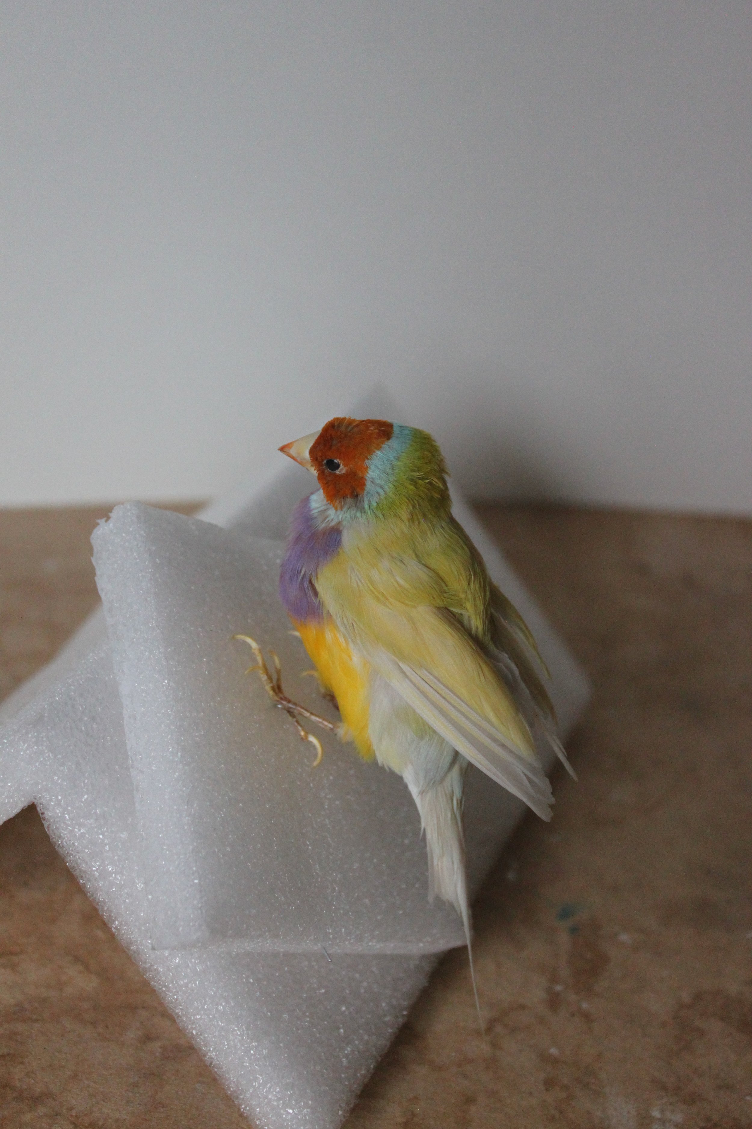 Lady Gouldian Finch