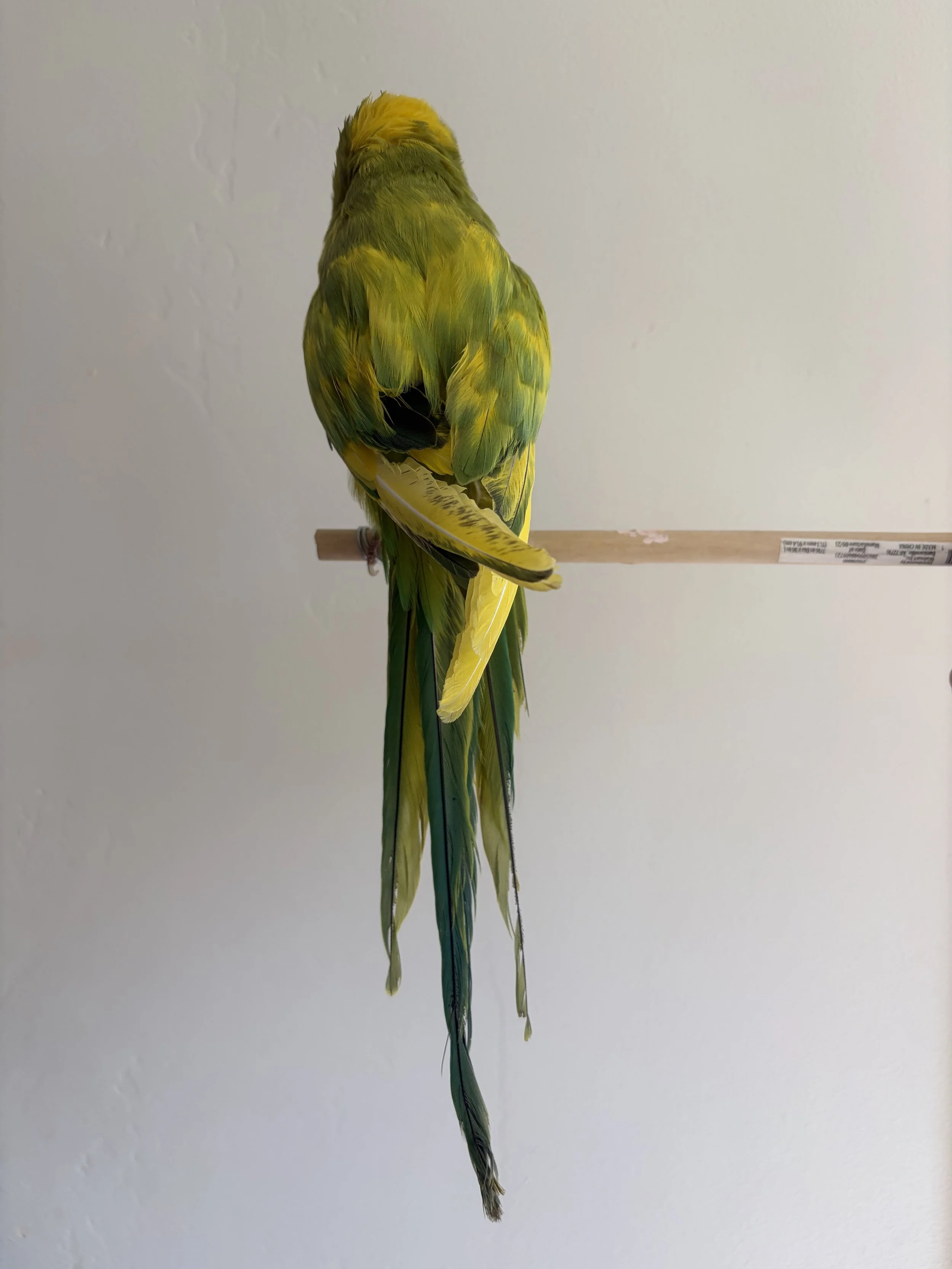 IMG_2111.jpeg