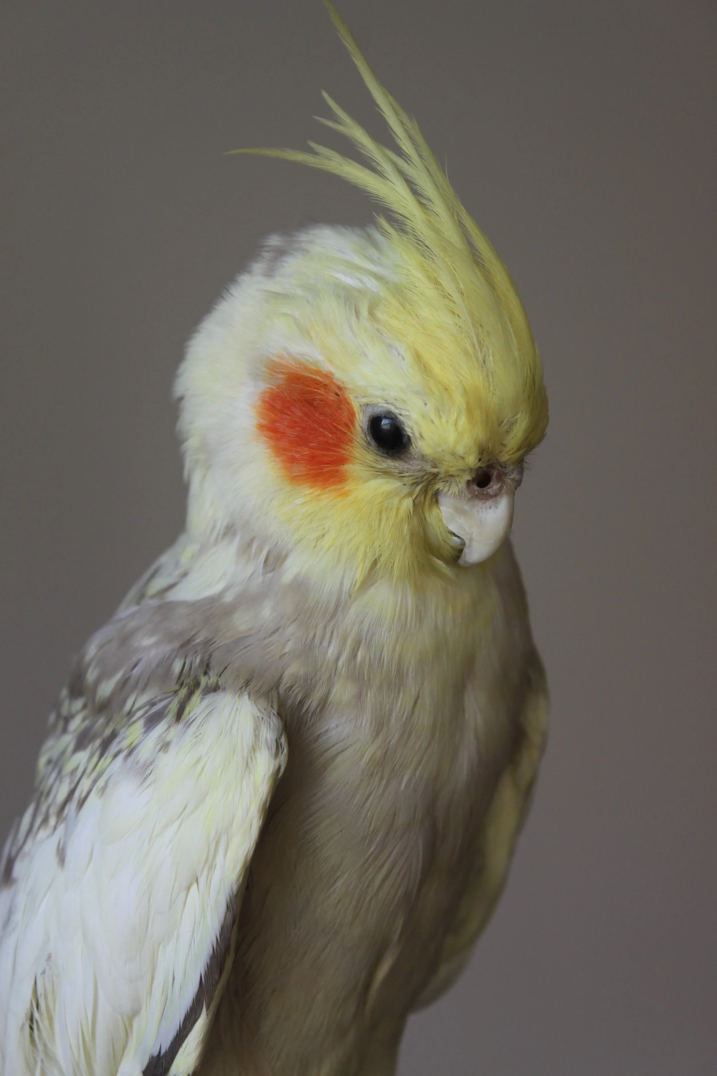 Cockatiel