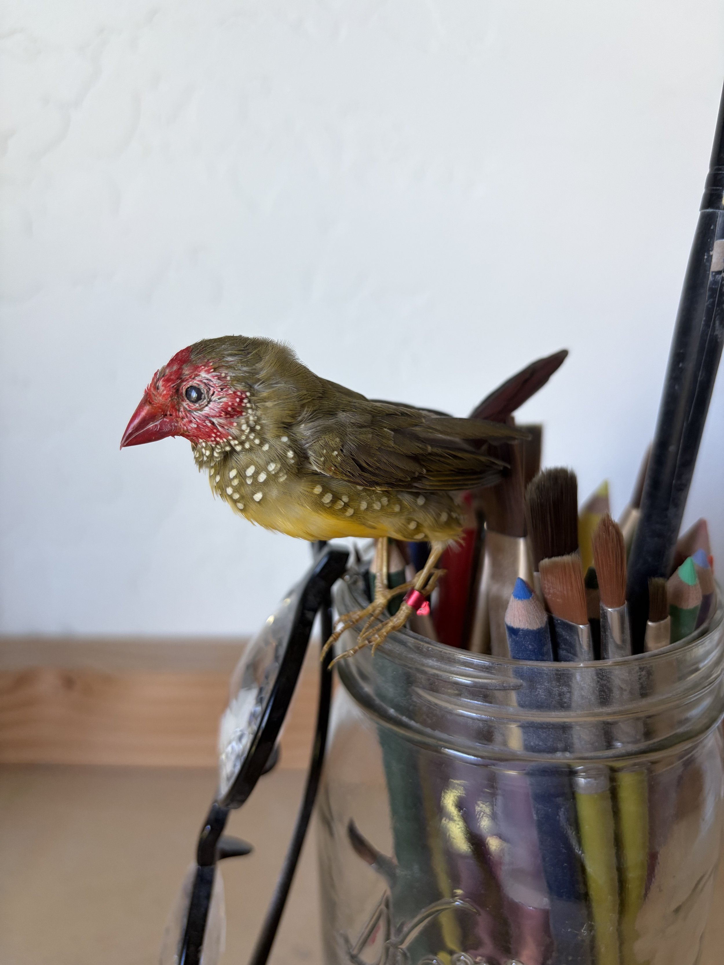 IMG_2122.jpeg