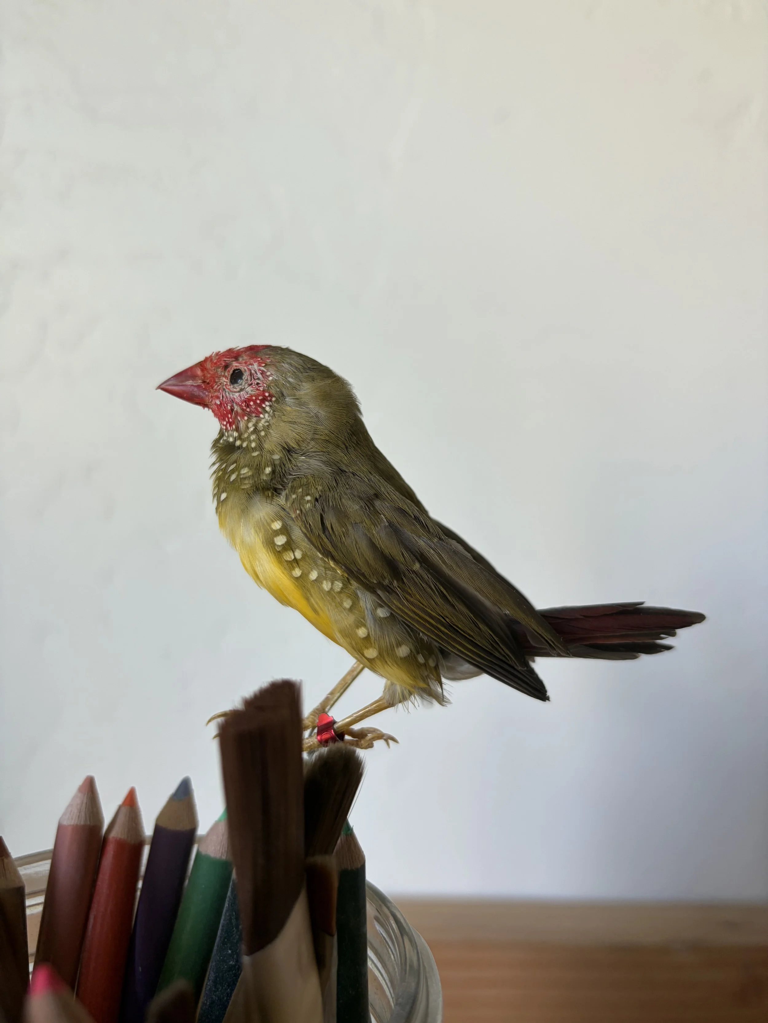IMG_2131.jpeg